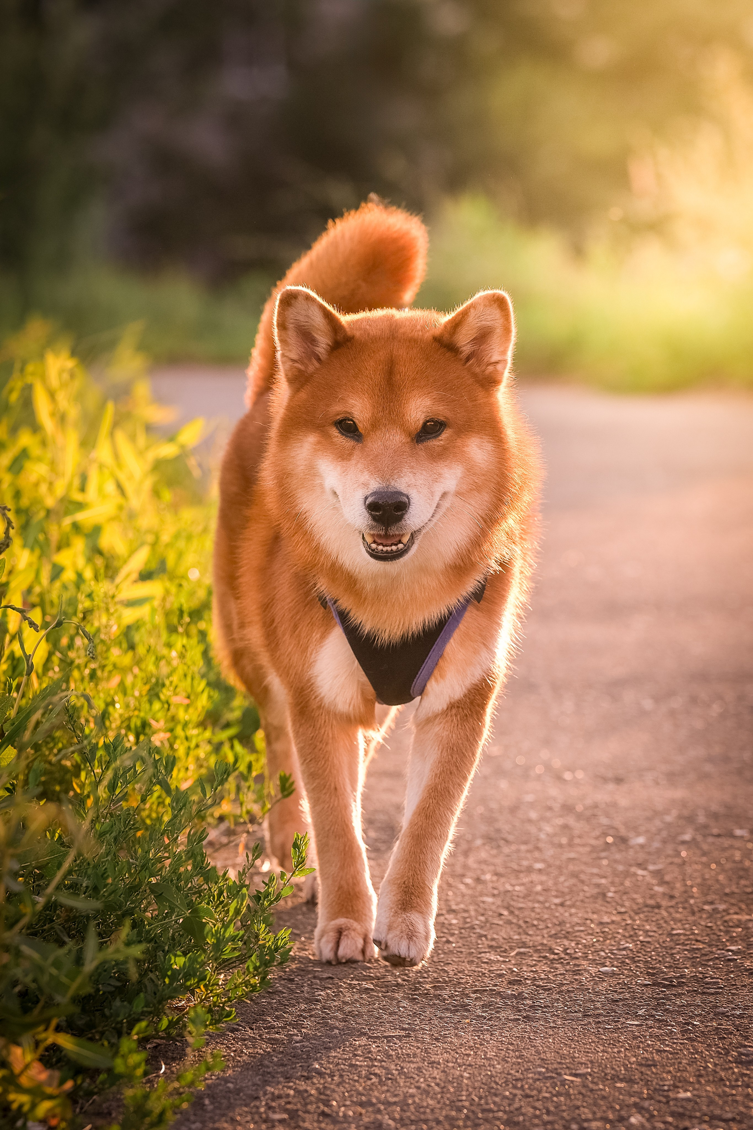 Харизматичный Шима). Зоофотограф, фотограф животных в Москве и области Дина Дамоцева
