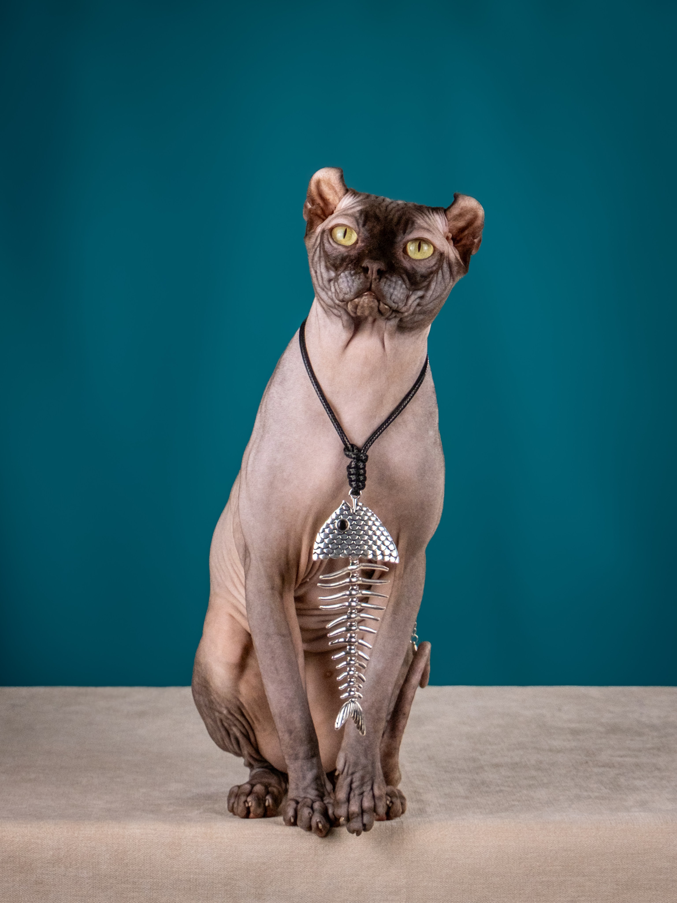 Невероятные сфинксы и эльфы для Ланы!. Зоофотограф, фотограф животных в Москве и области Дина Дамоцева