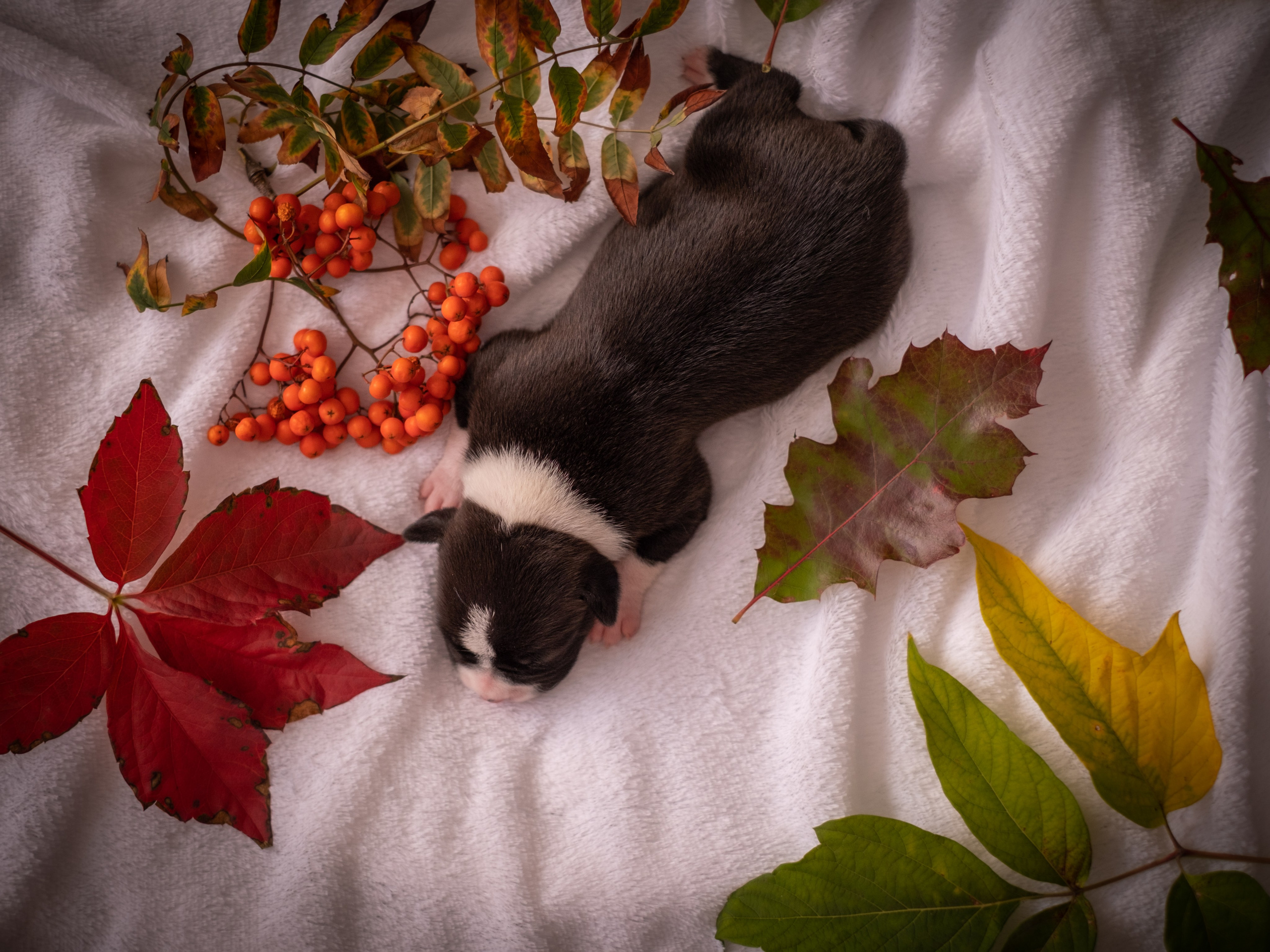 Новорожденные АСТ для Алиночки). Зоофотограф, фотограф животных в Москве и области Дина Дамоцева