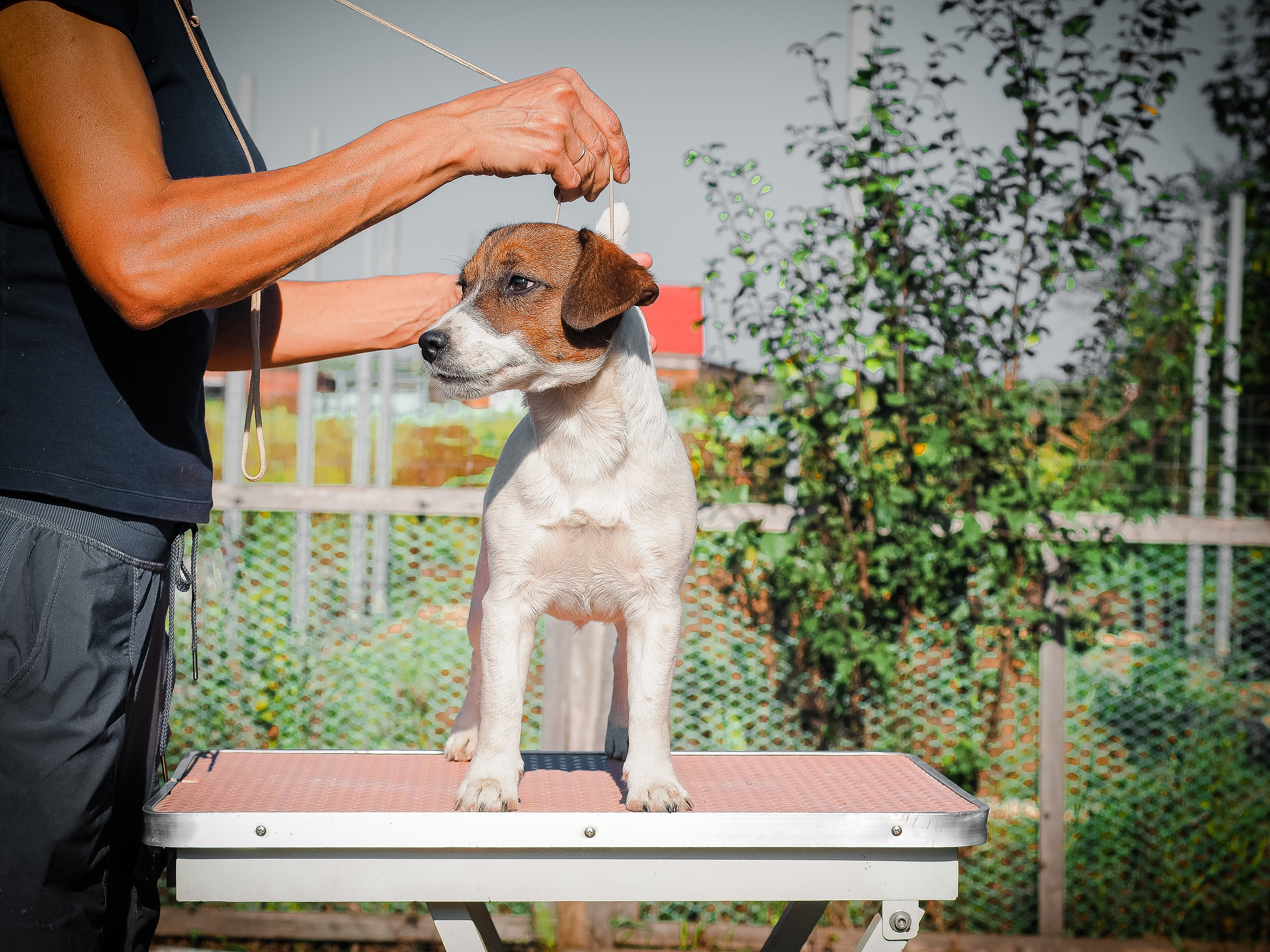 Щенок Джек-рассел-терьер. КМ ФЕЛИЧИТА. Гладкий тип шерсти. Девочка №2. КАНЕ МАЭСТРО — питомник Джек рассел терьеров