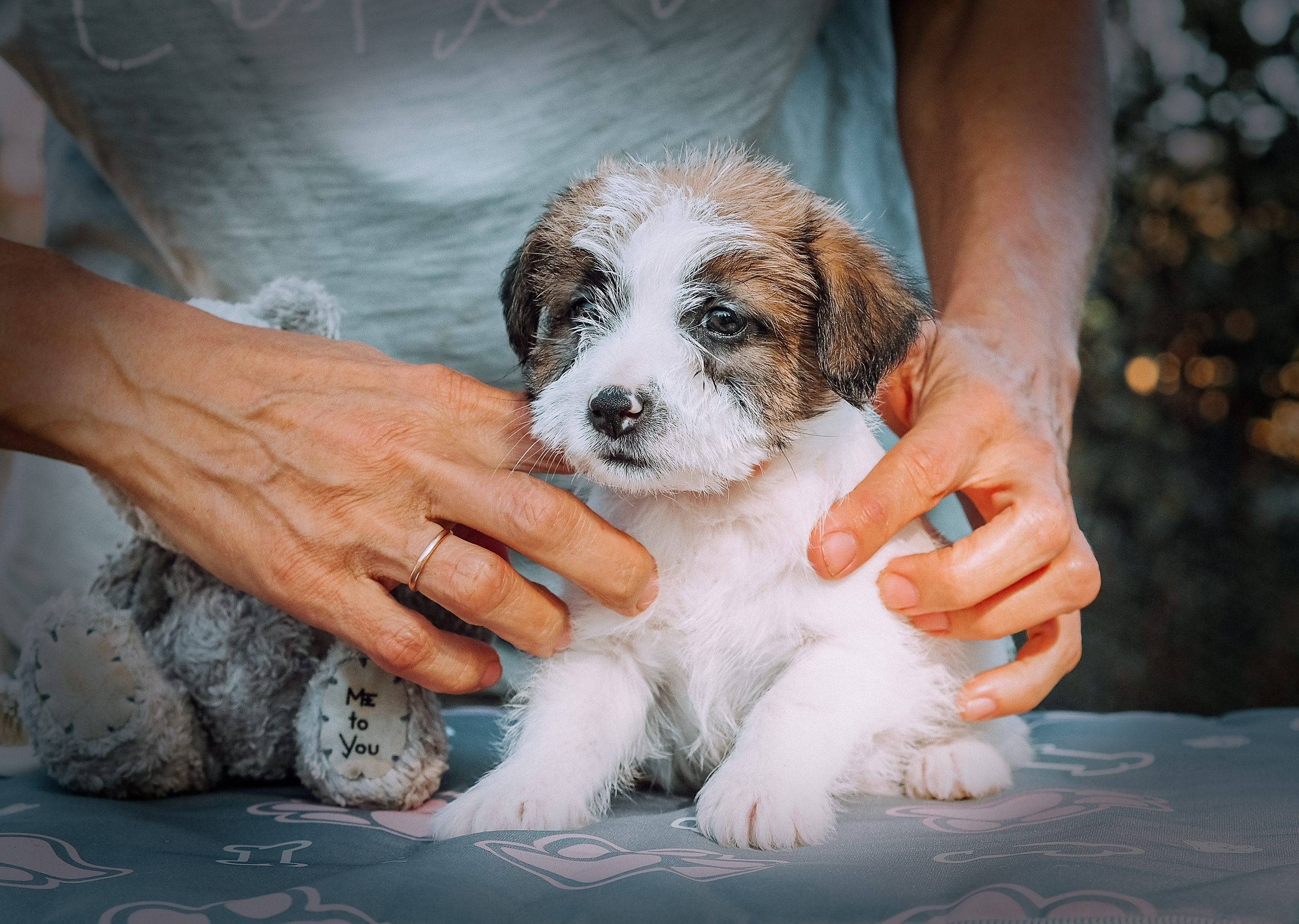 Щенок кобель ДРТ. КАНЕ МАЭСТРО — питомник Джек рассел терьеров