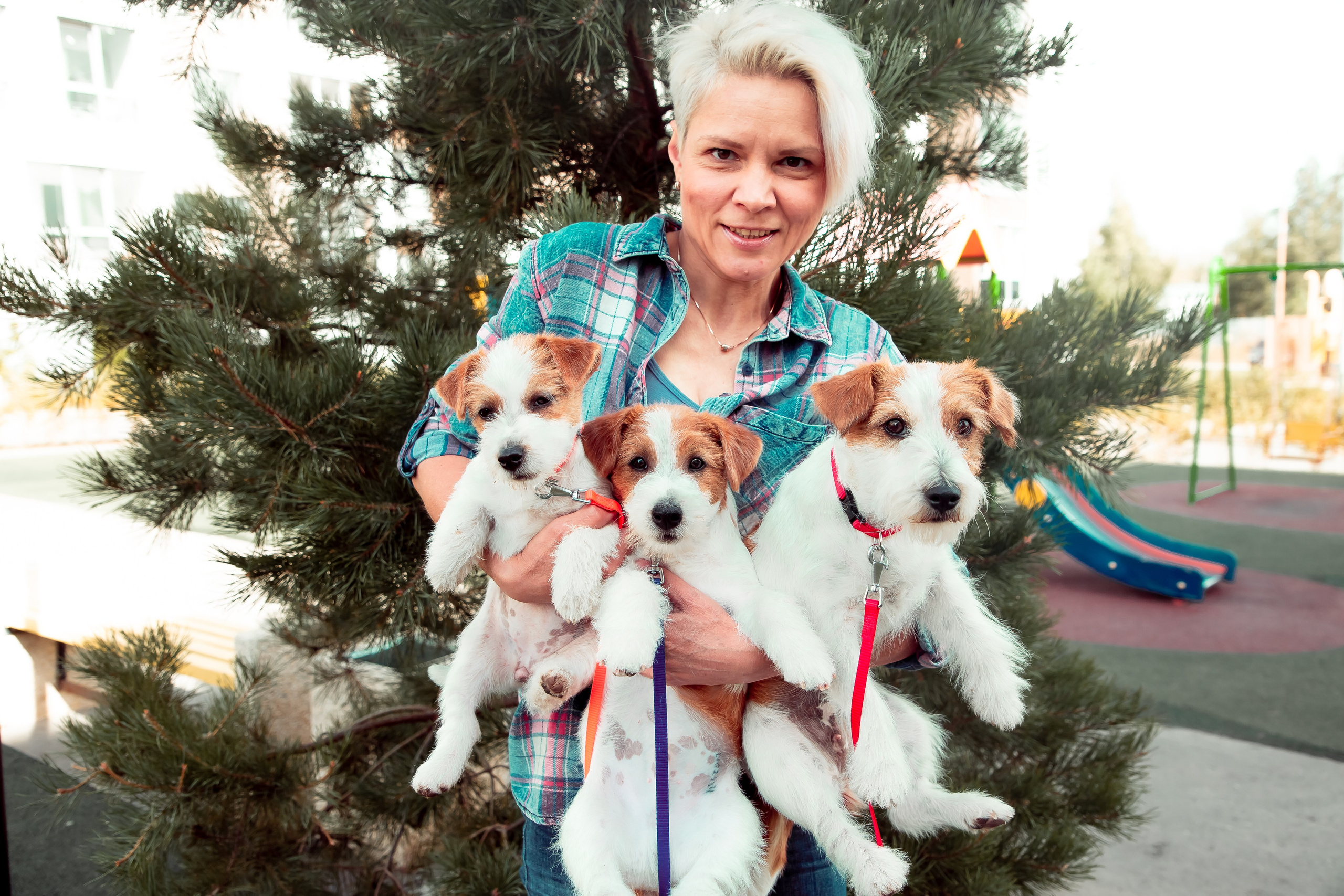 CANE MAESTRO — kennel Jack Russell Terrier