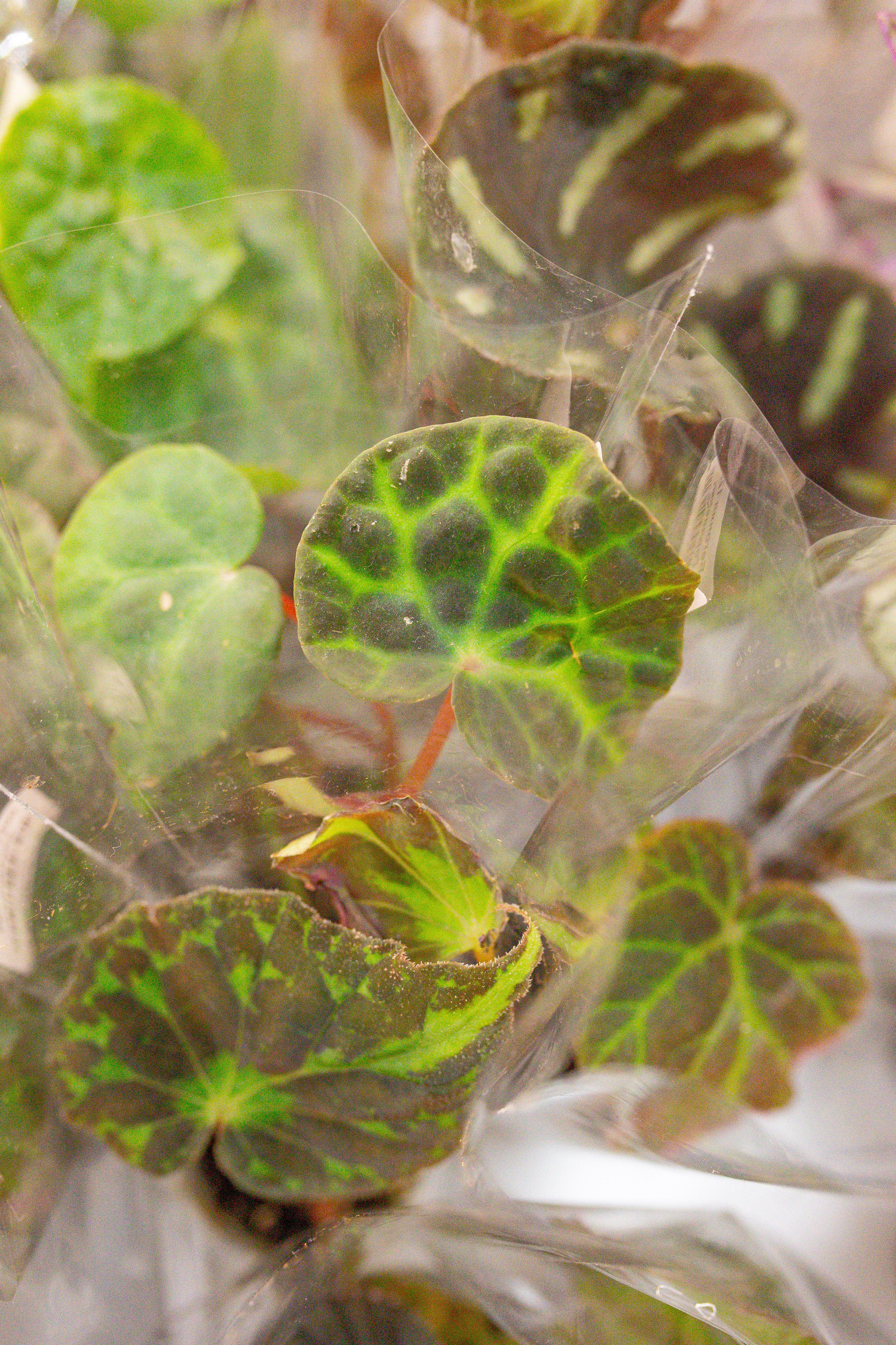 Монстериум апрель 2026. Александра Куликова фотограф, Москва