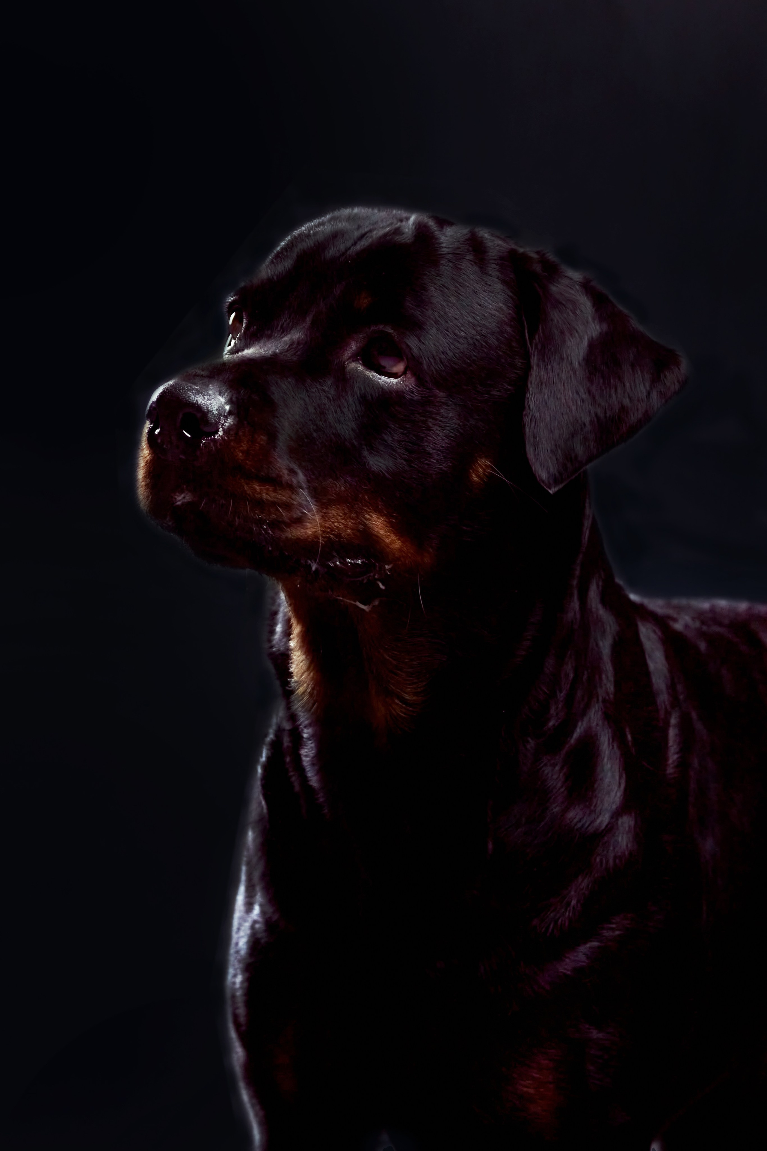 Фотосессия с животными. Фотограф анималист — Тула, Москва