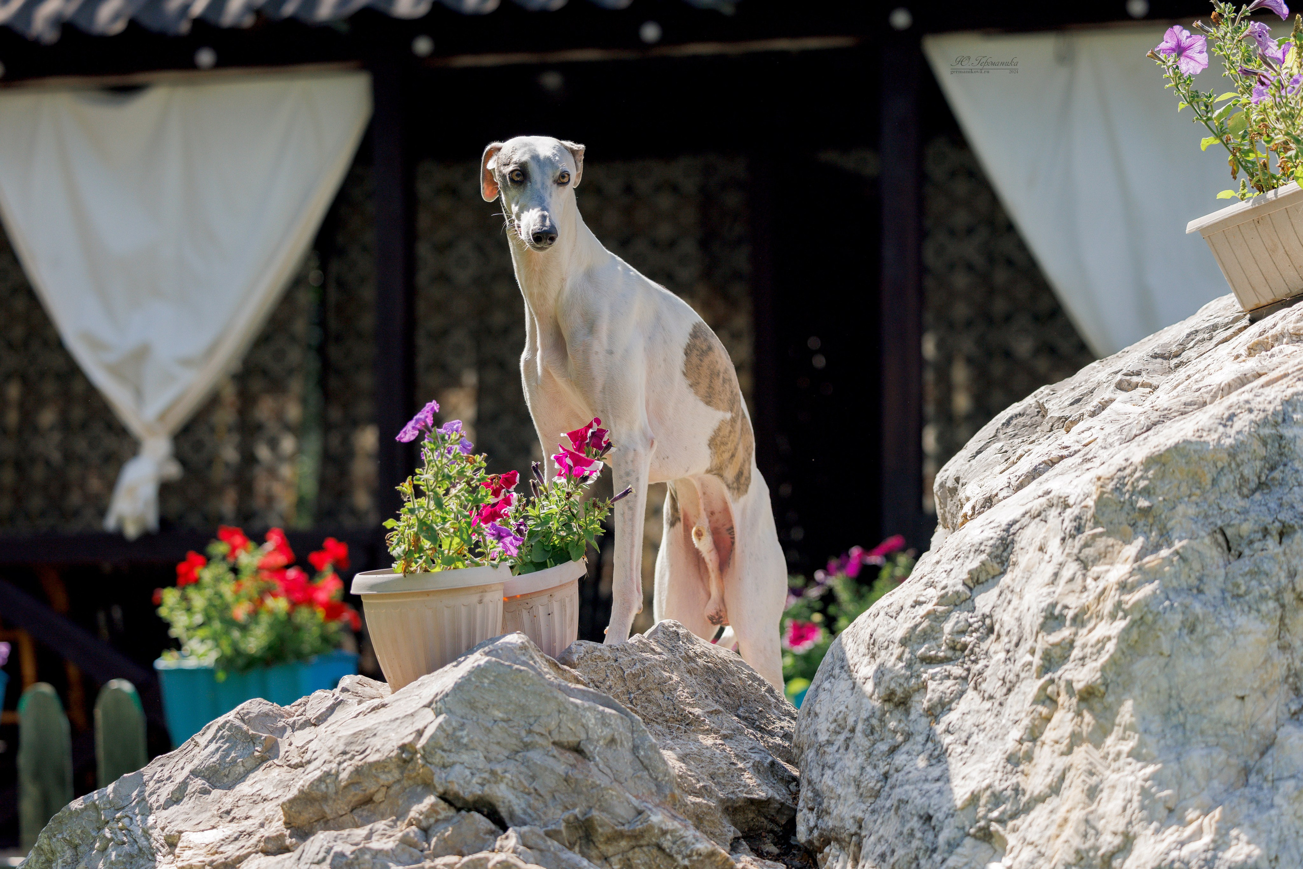 Астана 2хCACIB 17-18.08.2024. Фотограф-анималист Юлия Германика