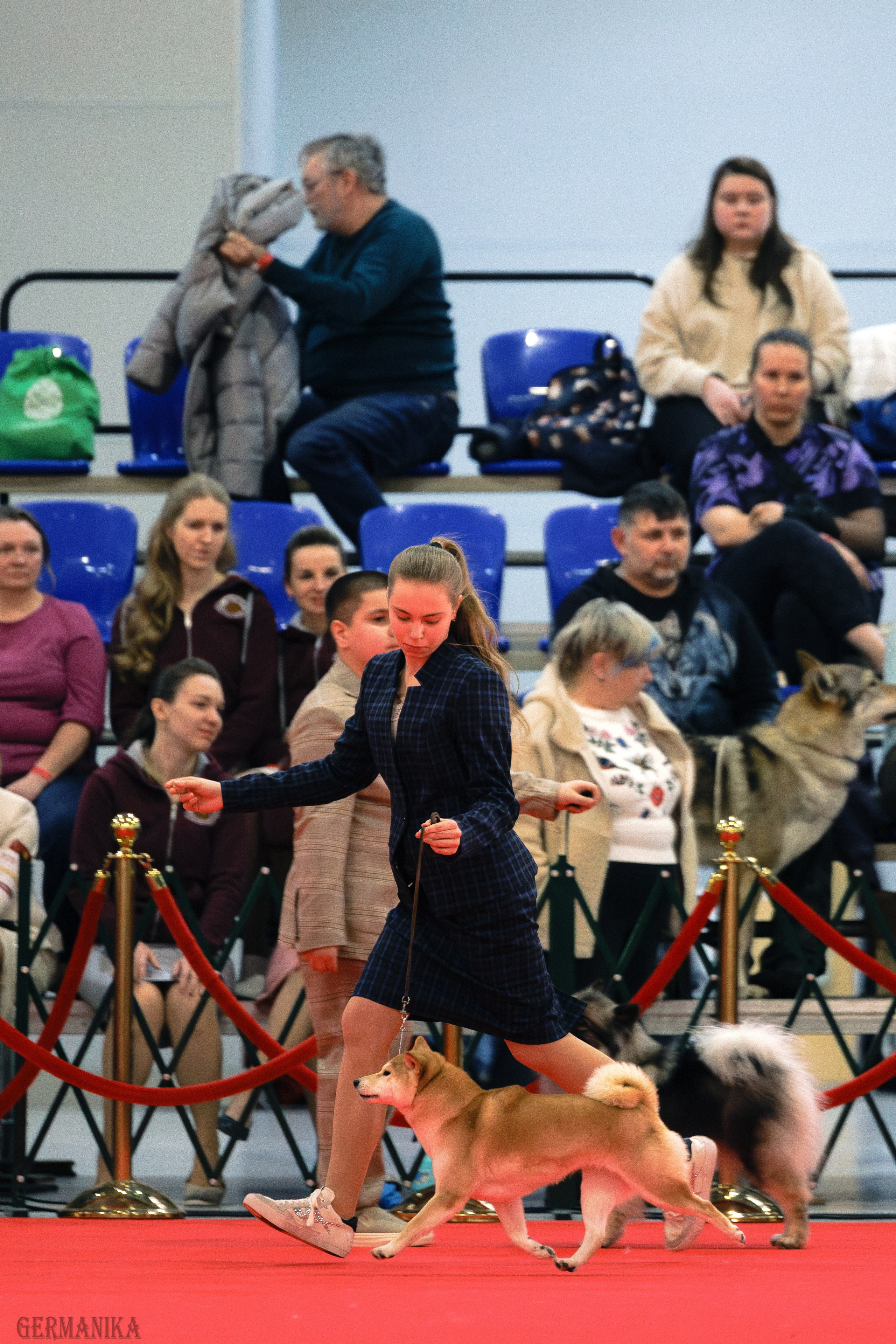 Лучшие Собаки России 17-18.02.2024. Фотограф-анималист Юлия Германика