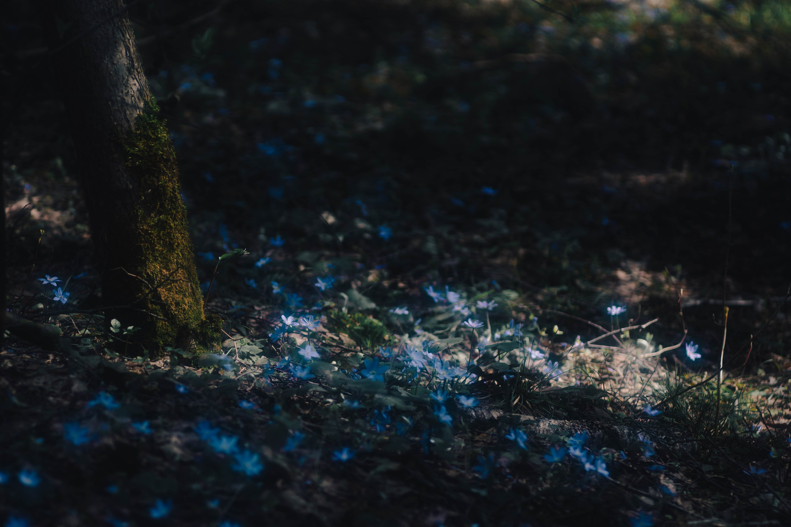 Цветы. Светофография