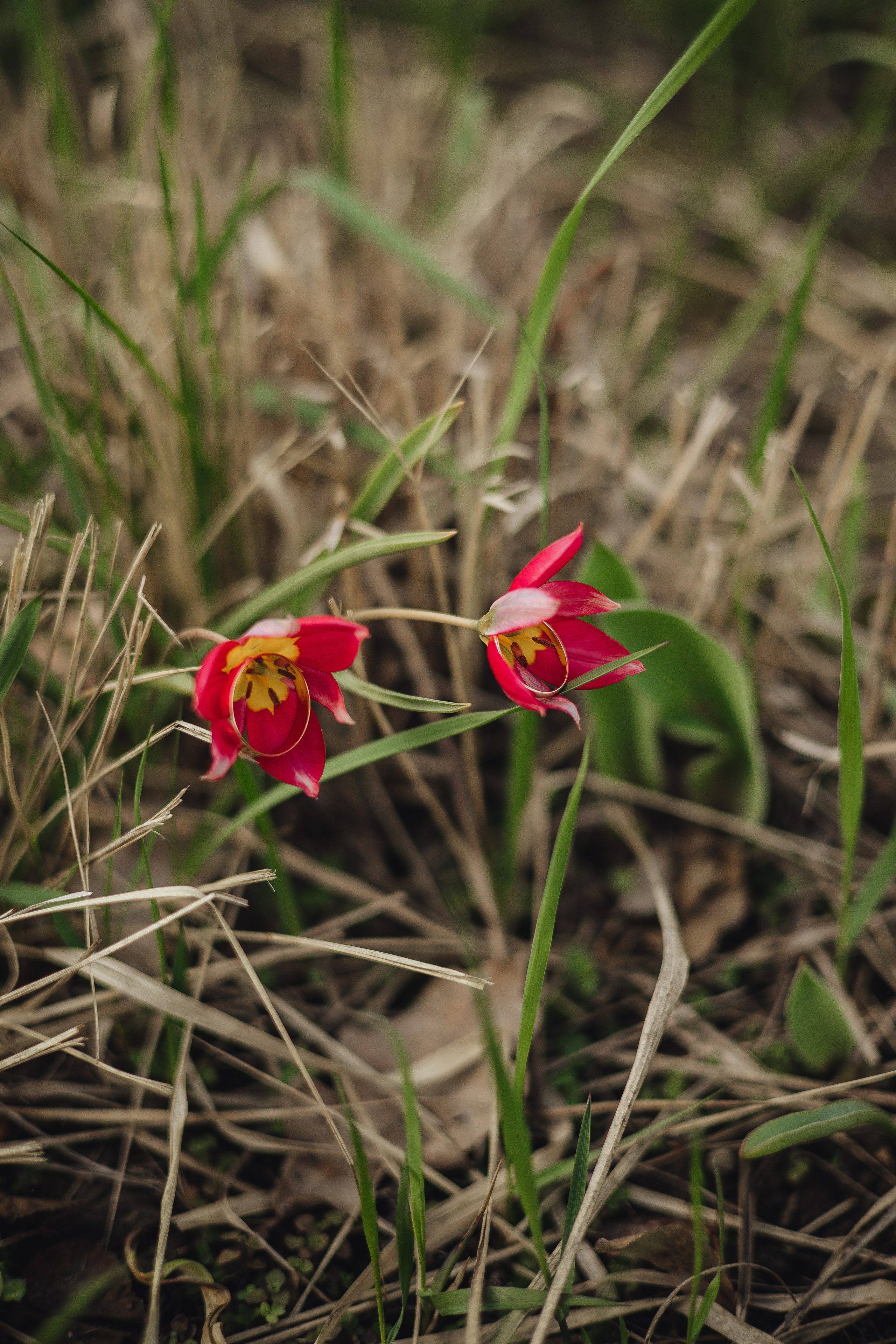 Тоня & Рома. ВДНХ. Свадебный и семейный фотограф Пушкин Царское Село СПБ Питер Санкт-Петербург и Рязань Ольга Козлова