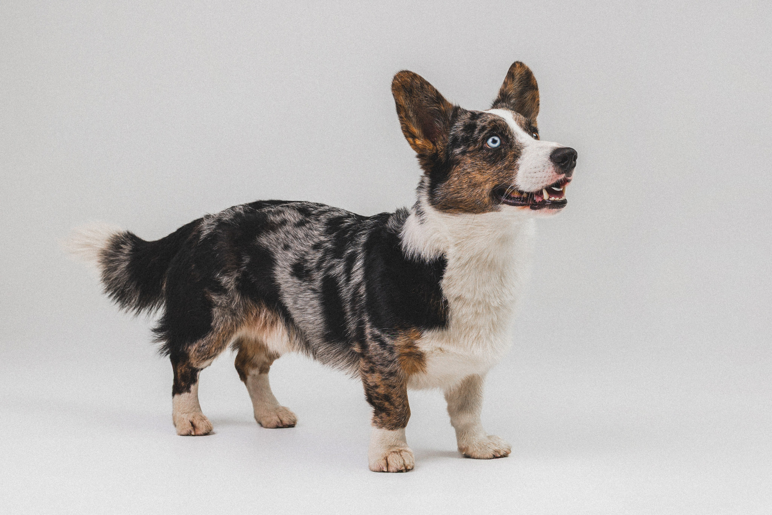 Анатолий и Рагнар