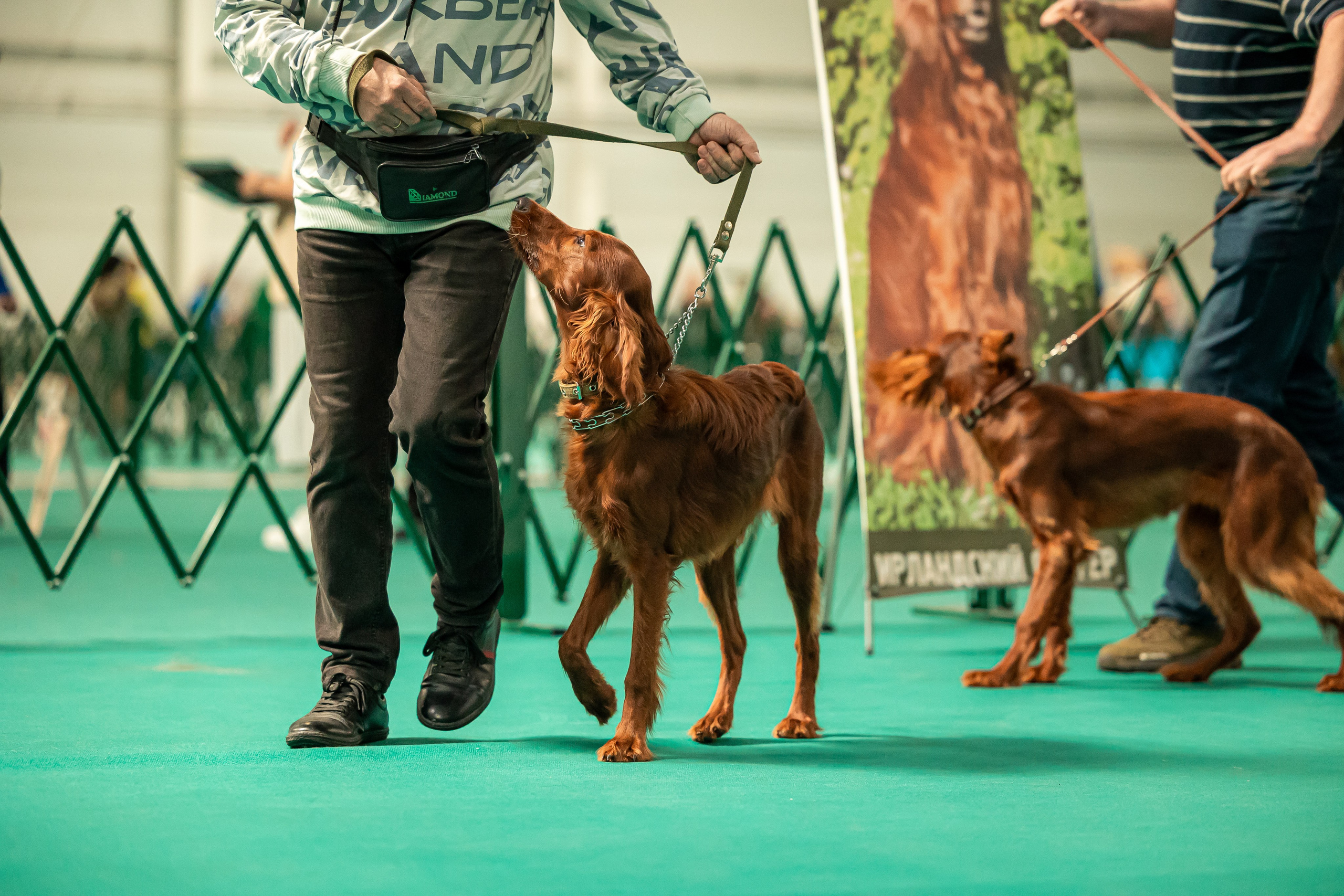 Выставка сеттеров 19.05.24