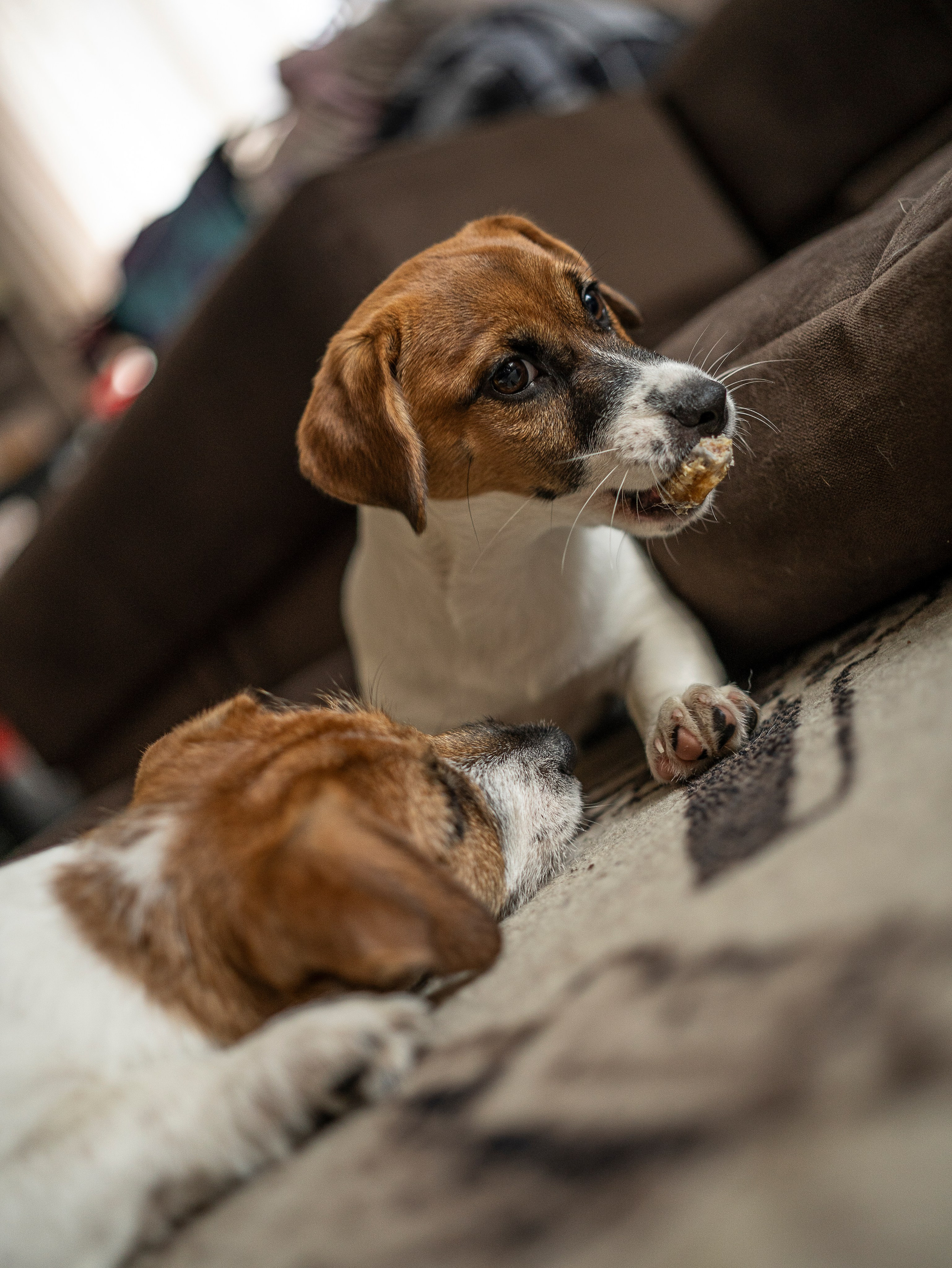 Ляля и Бандит Питомцы. Свадебный и Женский фотограф в г. Кемерово