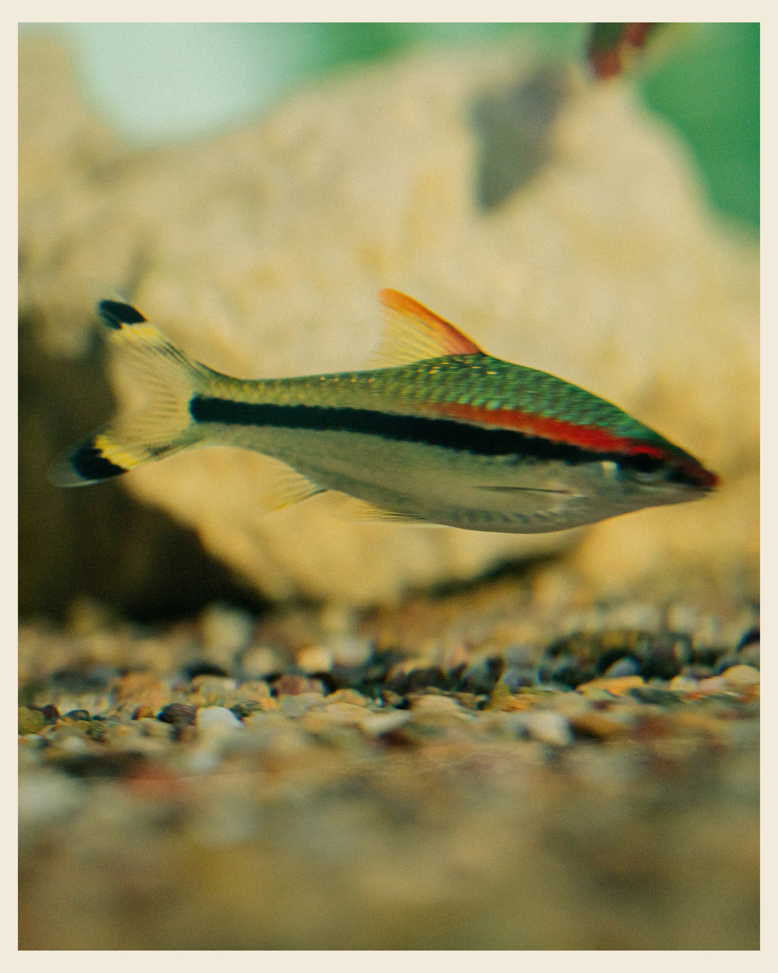 AILAND x VANO. Ivan Petrov photographer