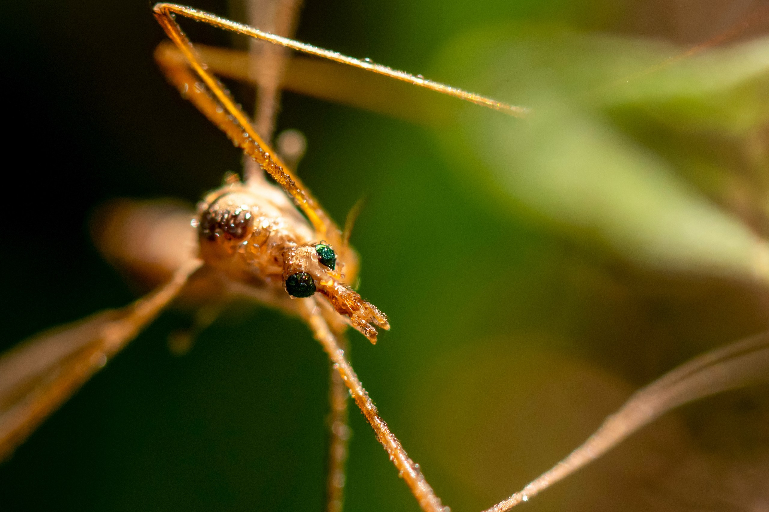 Макрофотосъёмка. Foto-Zuev фотография как искусство