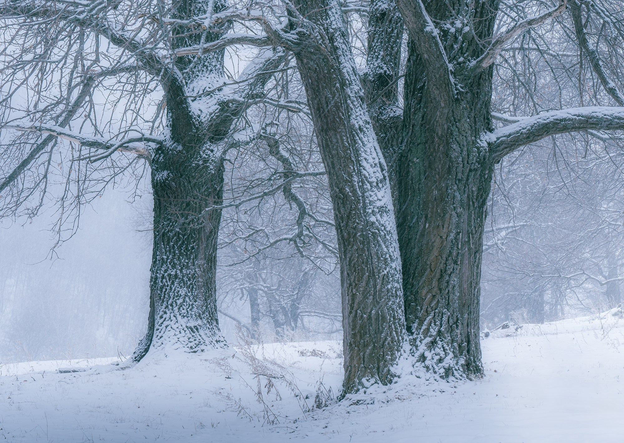 Зимний лес. Пейзажный фотограф Руслан Лукманов