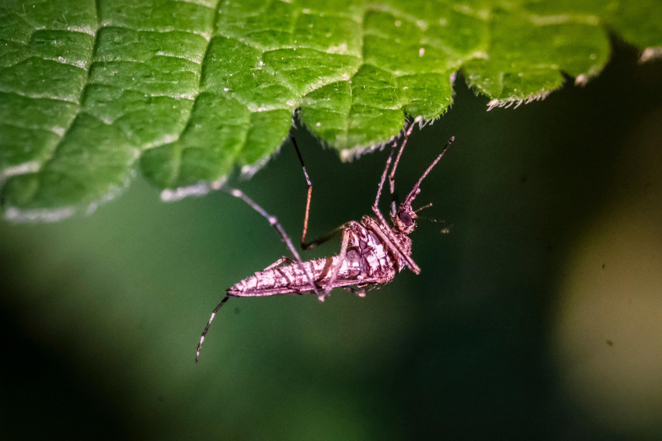 Макро жизнь. KRUTOVA_фотографирую жизнь