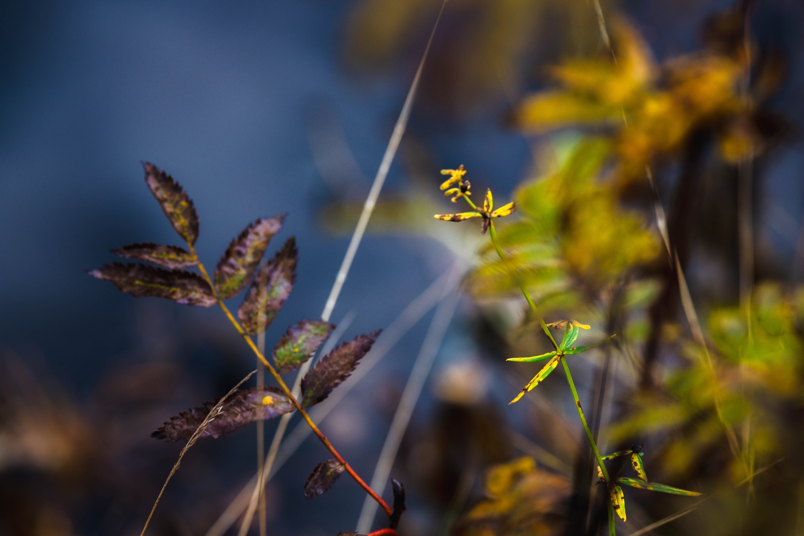 Чем дальше в лес. KRUTOVA_фотографирую жизнь