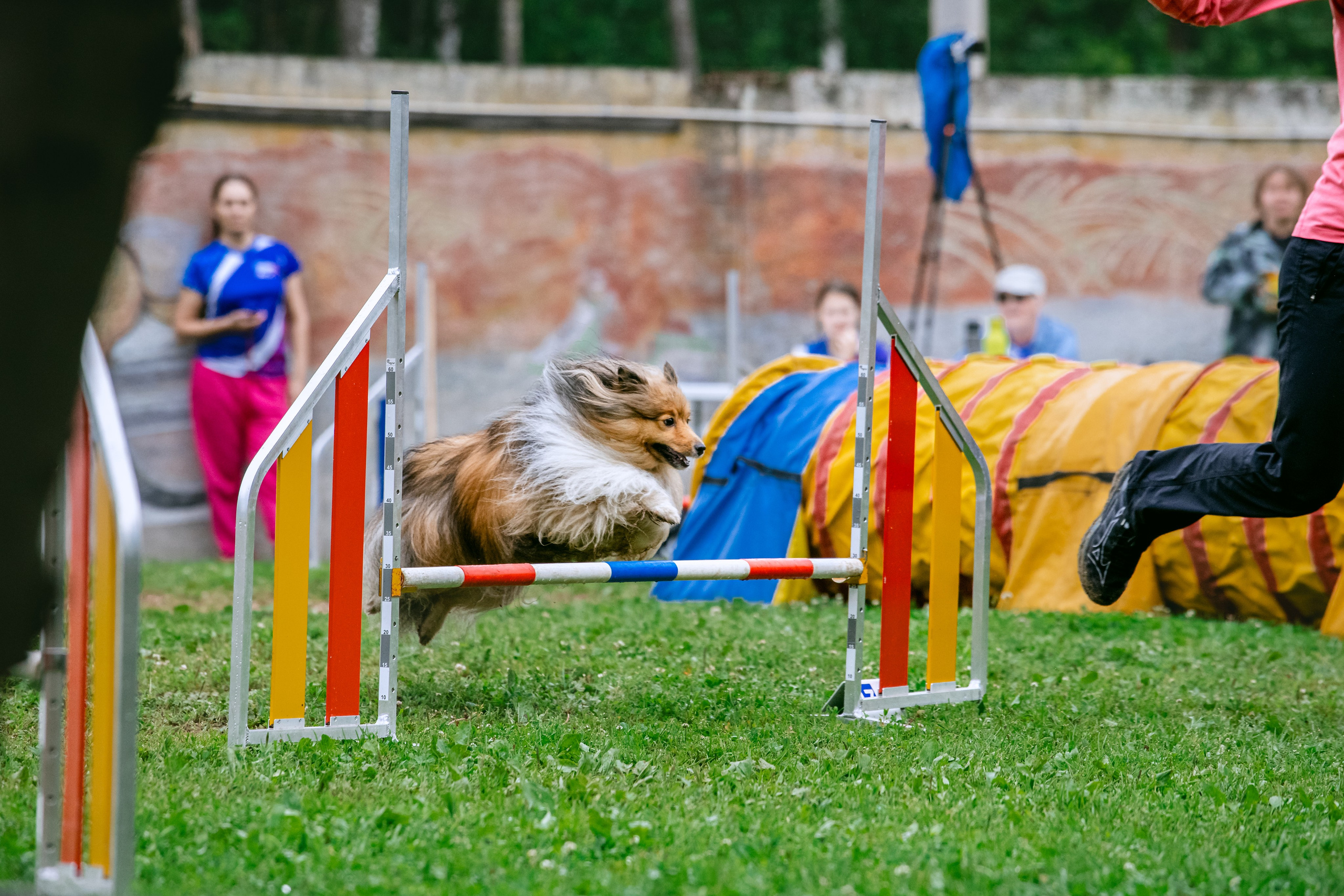 Соревнования по аджилити Долгопрудный 30.06.2025. Фотограф-анималист Татьяна Степанова