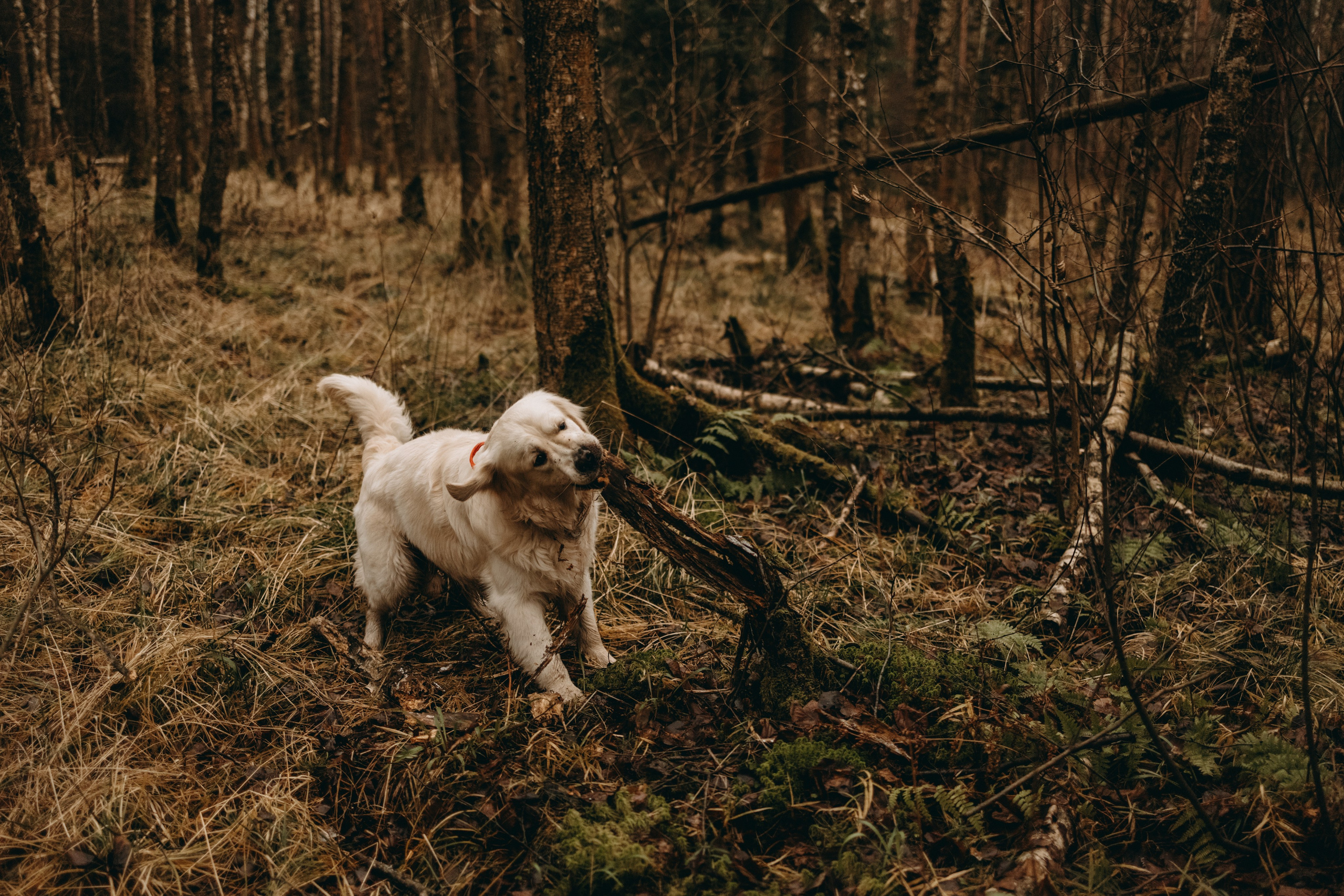 Лаки и его семья. Фотограф — Анималист | Санкт-Петербург