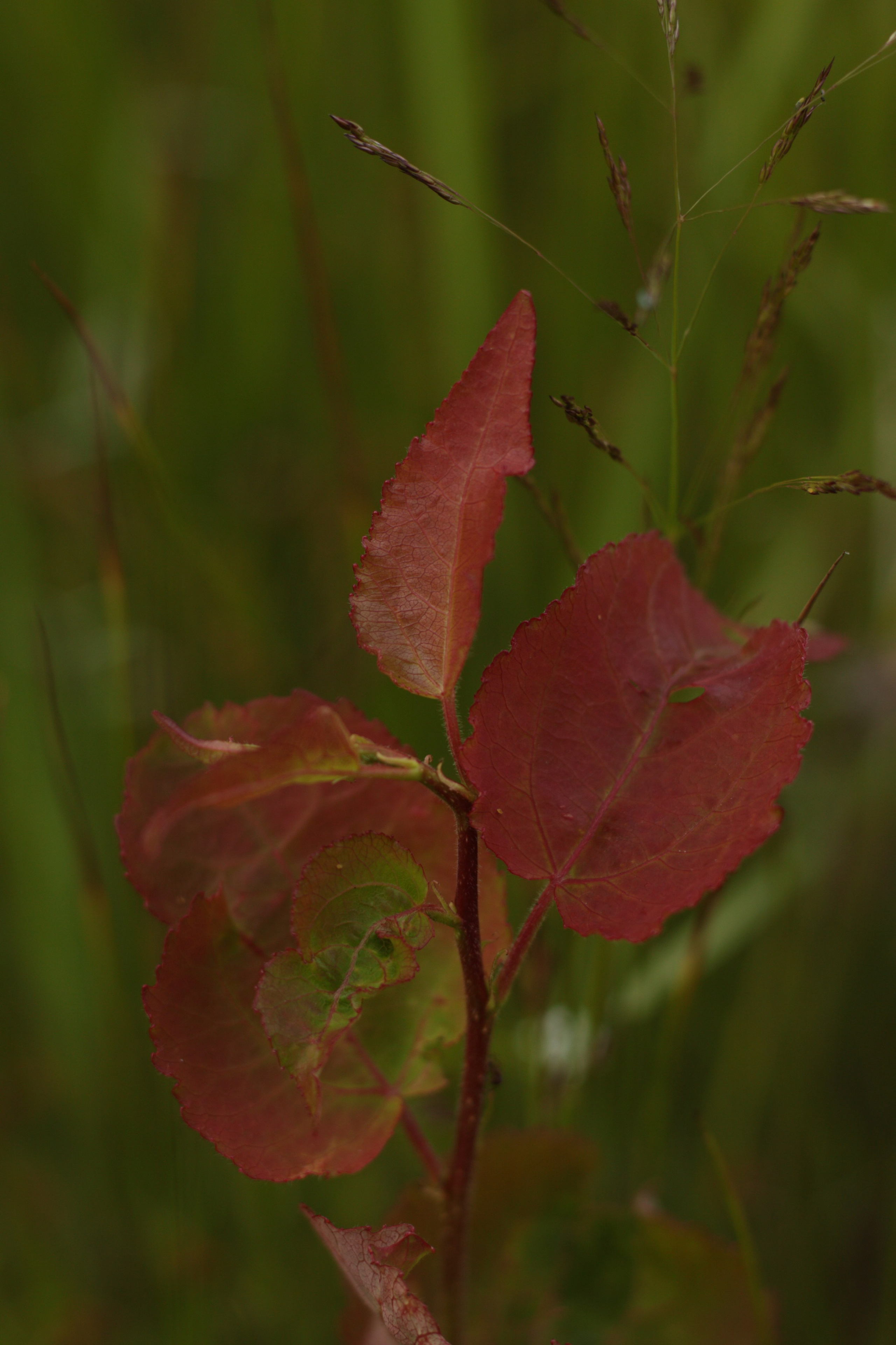Старое природное, отбирала Katamount (Катерина Горохова). Главная