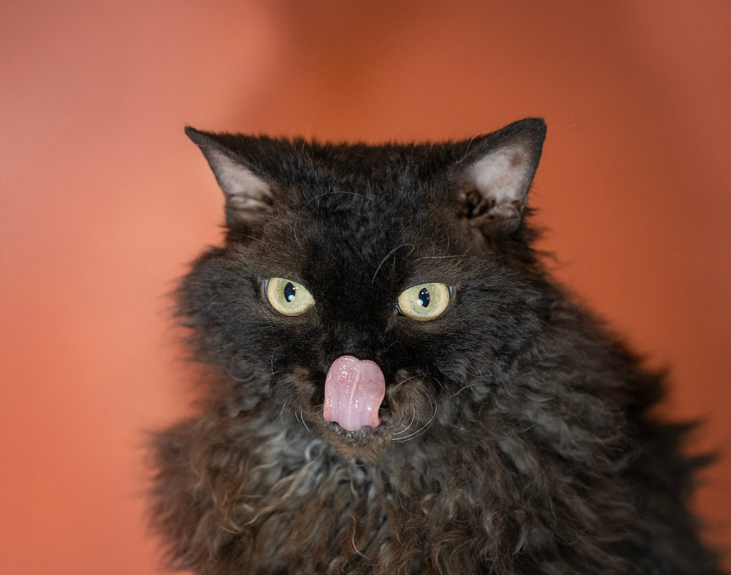 Котики. Семейный фотограф анималист г. Находка