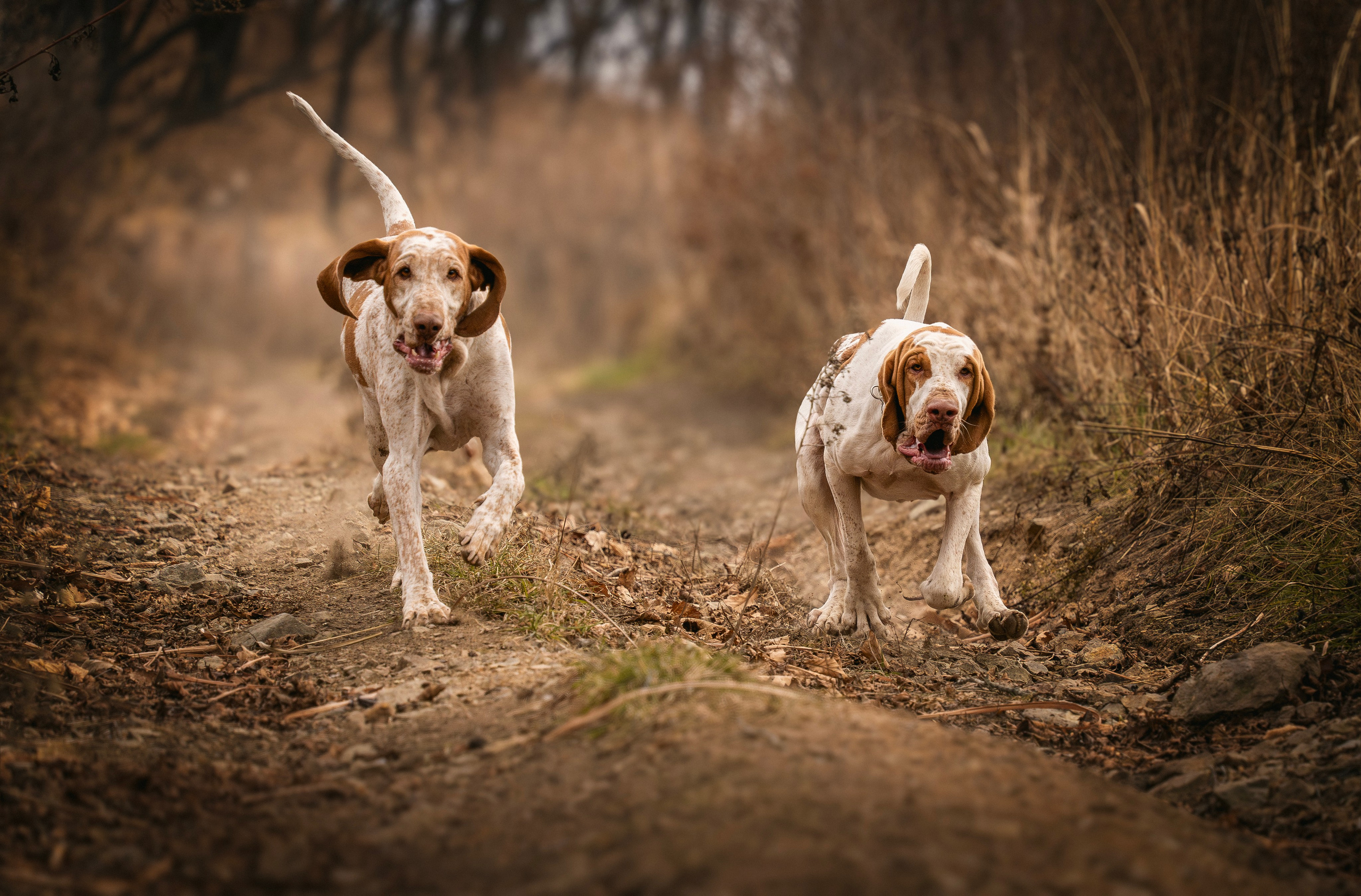 Итальянский бракк Стеша и Любомир. Семейный фотограф анималист г. Находка