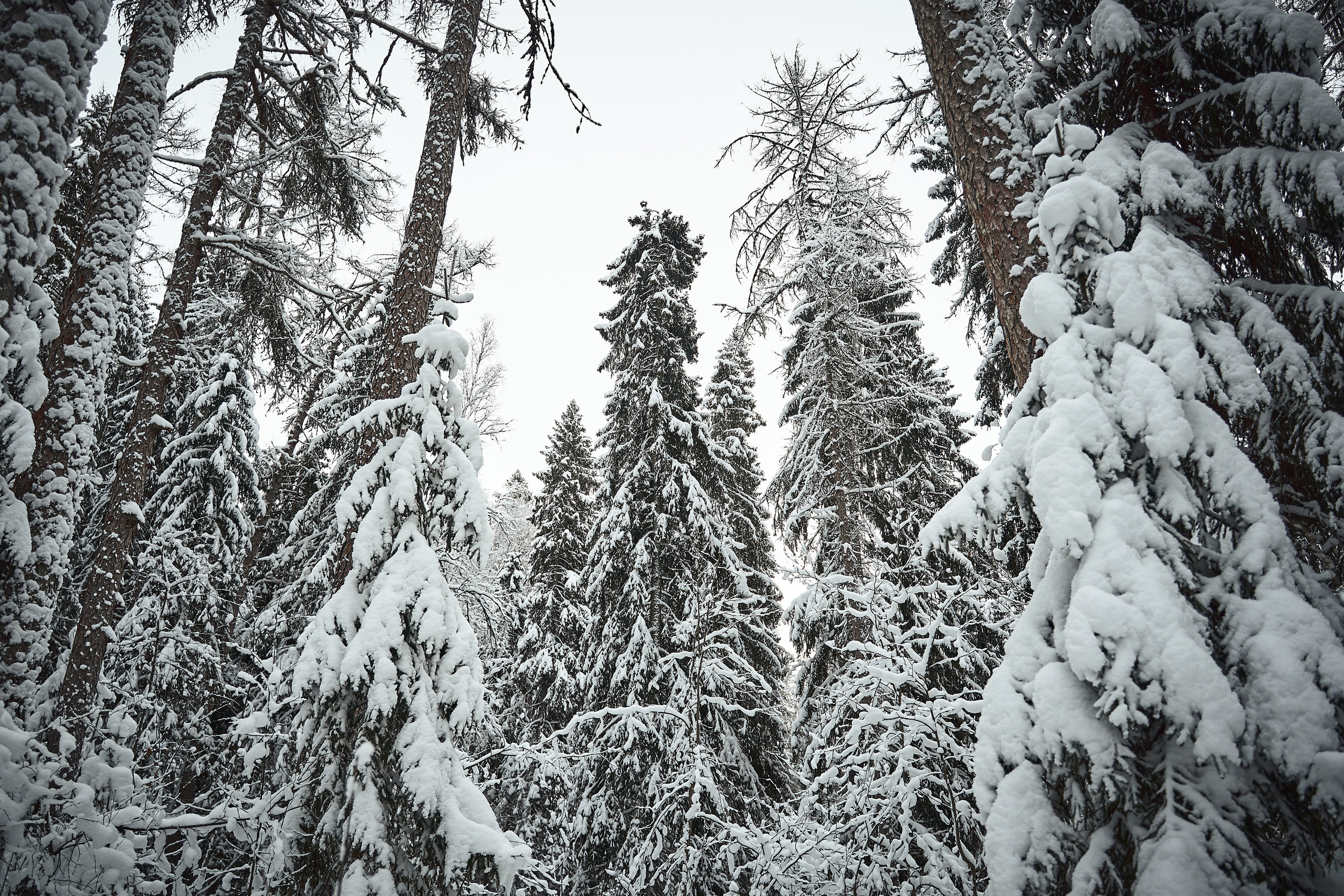 Снежная зимняя сказка. Фотограф в Санкт-Петербурге | Аня Маленчук
