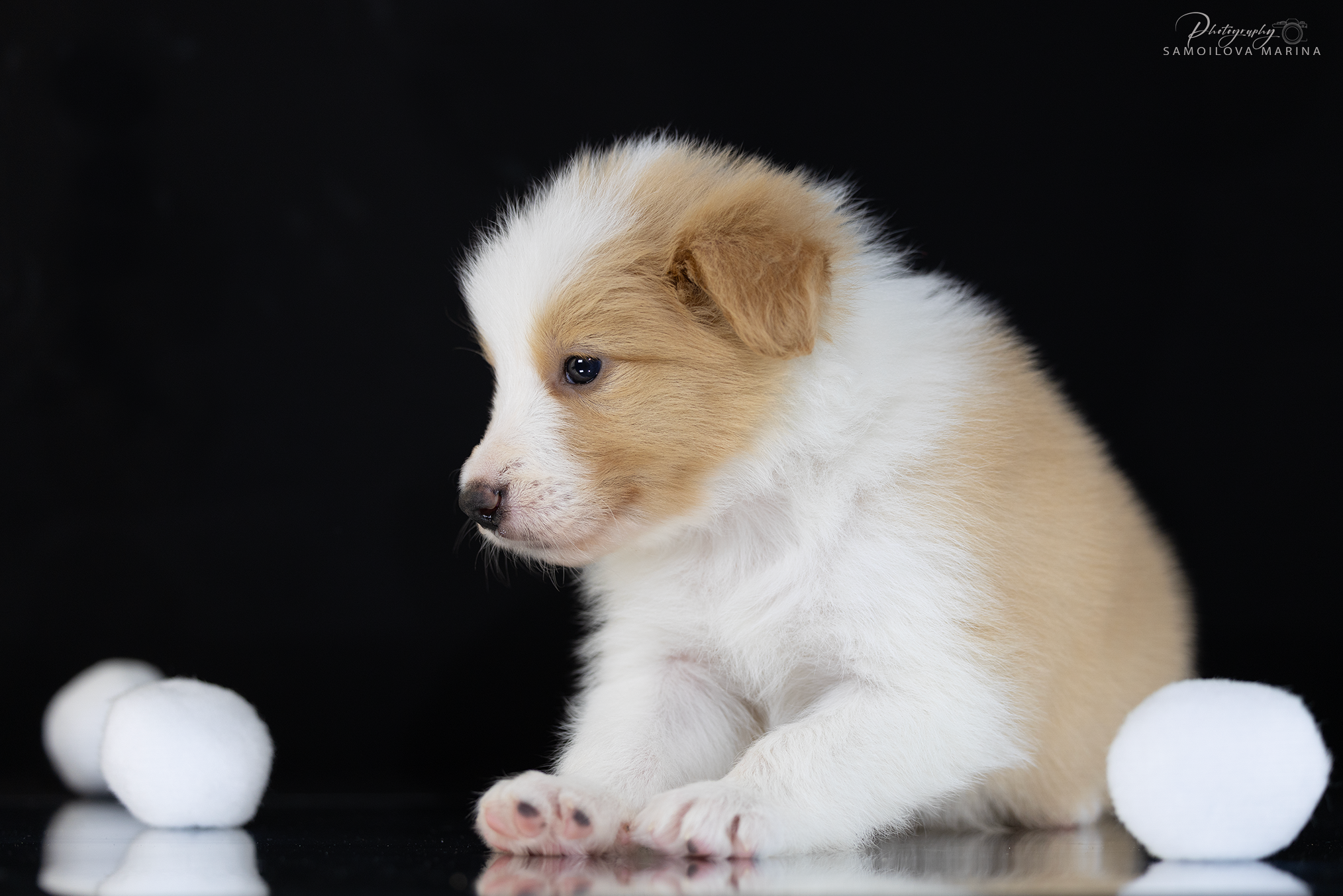 Щенки. Фотограф-анималист в Москве и МО Самойлова Марина