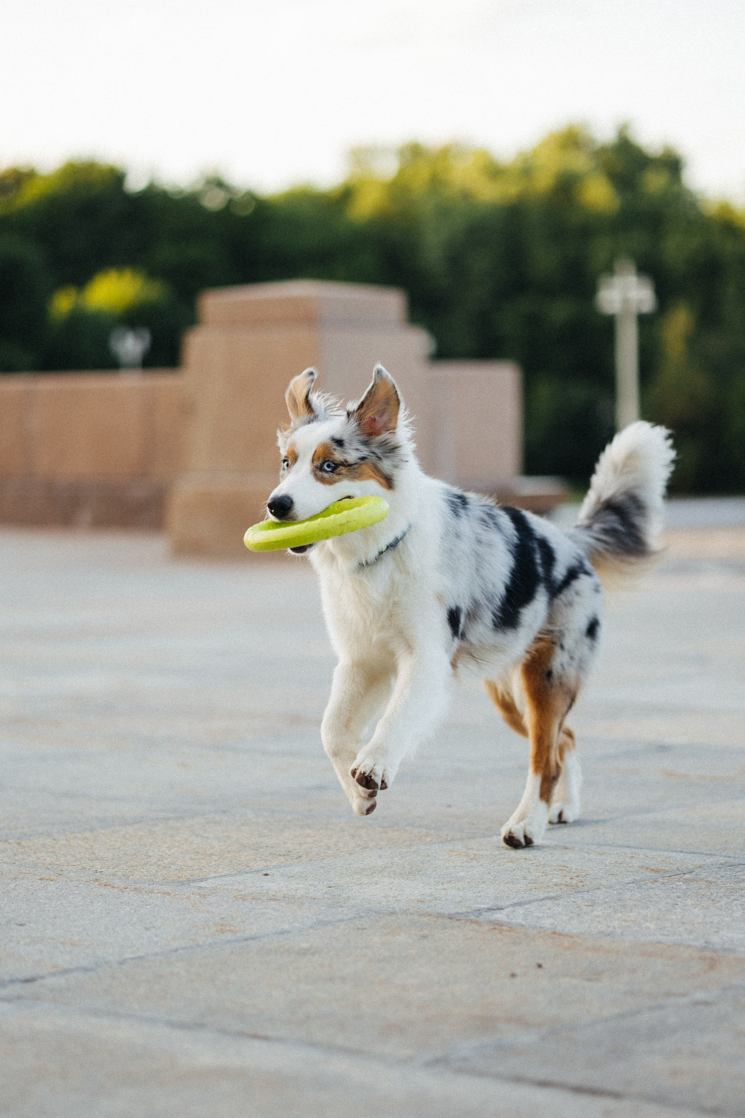 Настя, Влад и Лэйк. Фотораф — анималист Мария Шистка