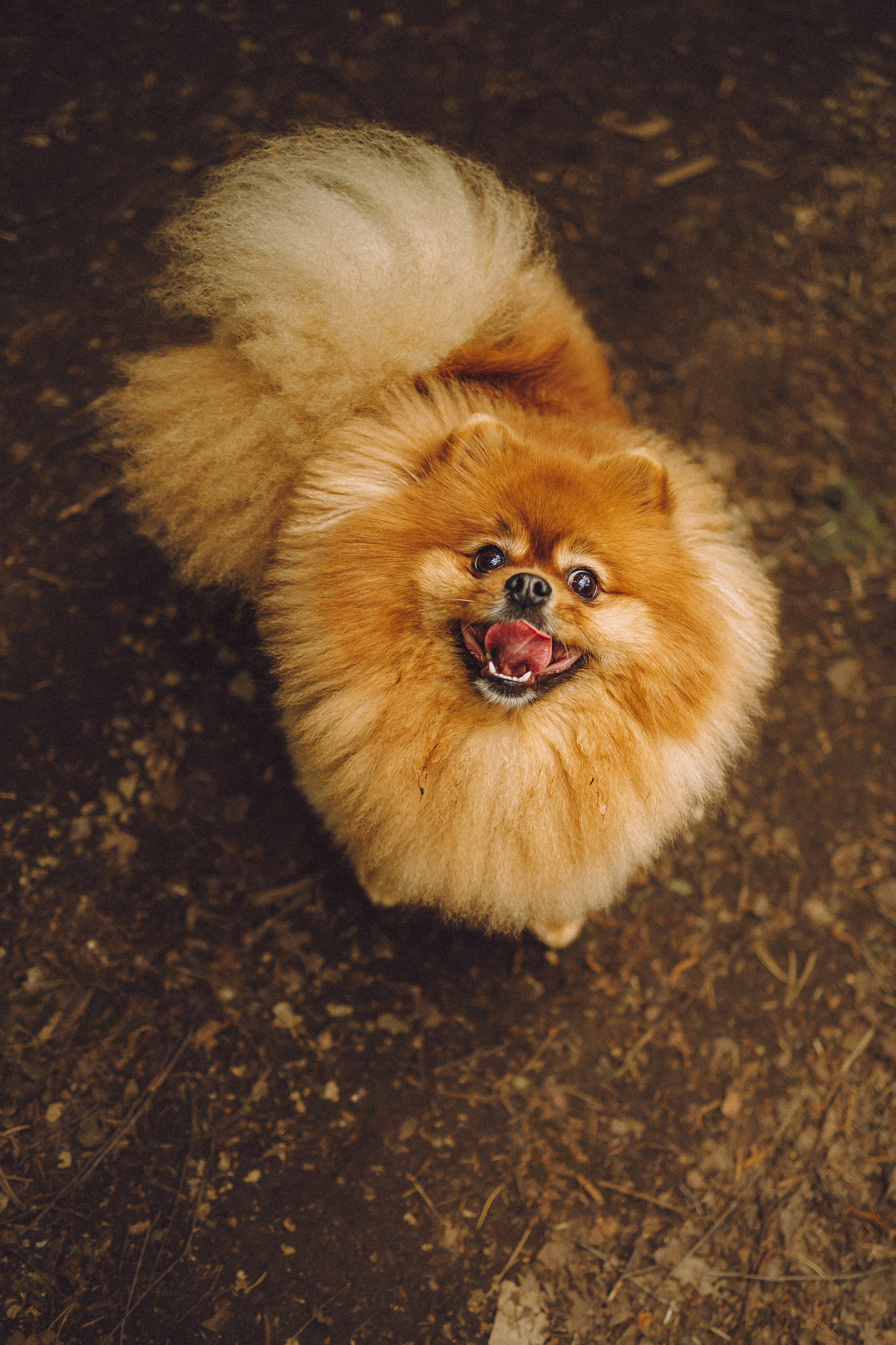 Лорик и его семья