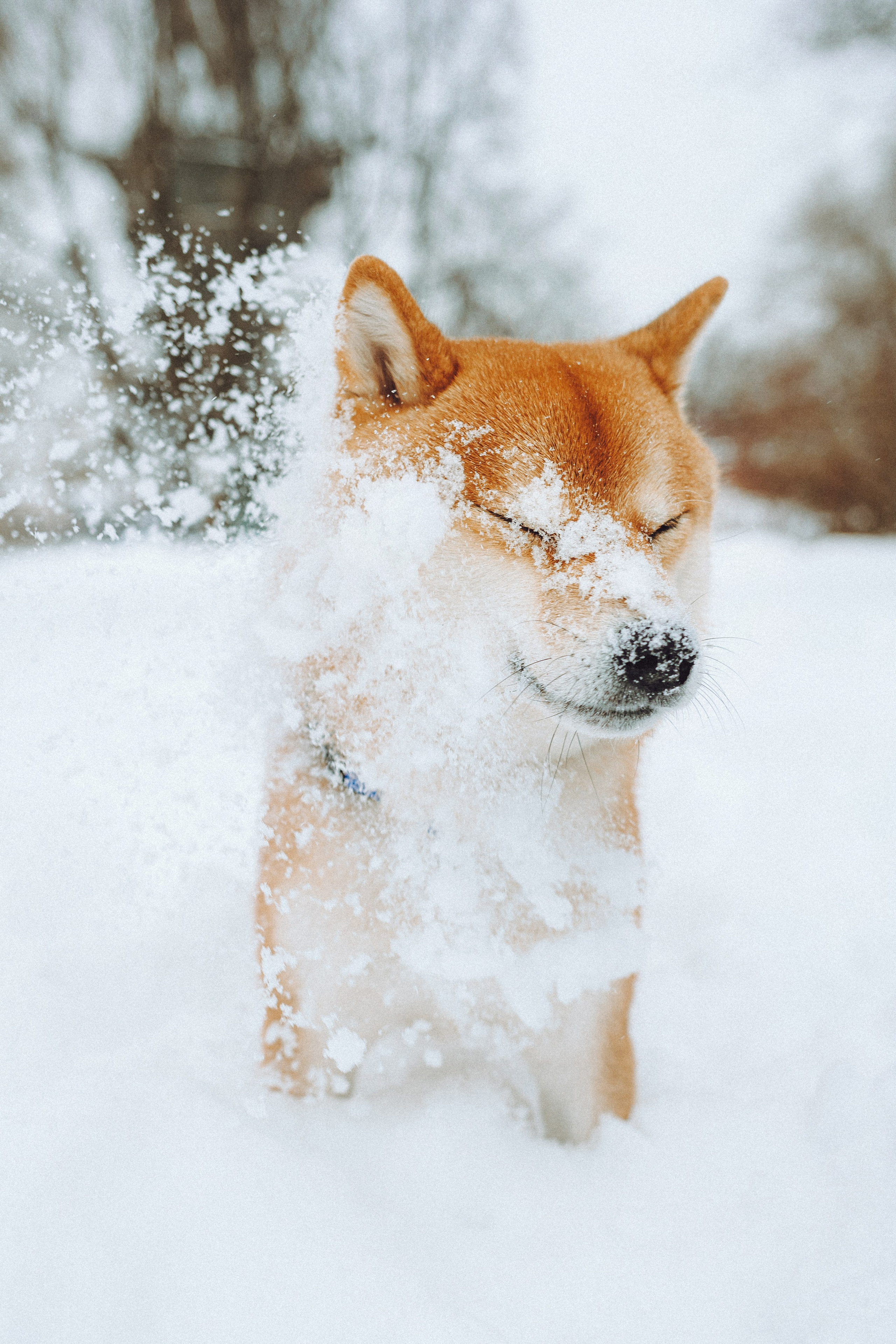 Настя и Ронин