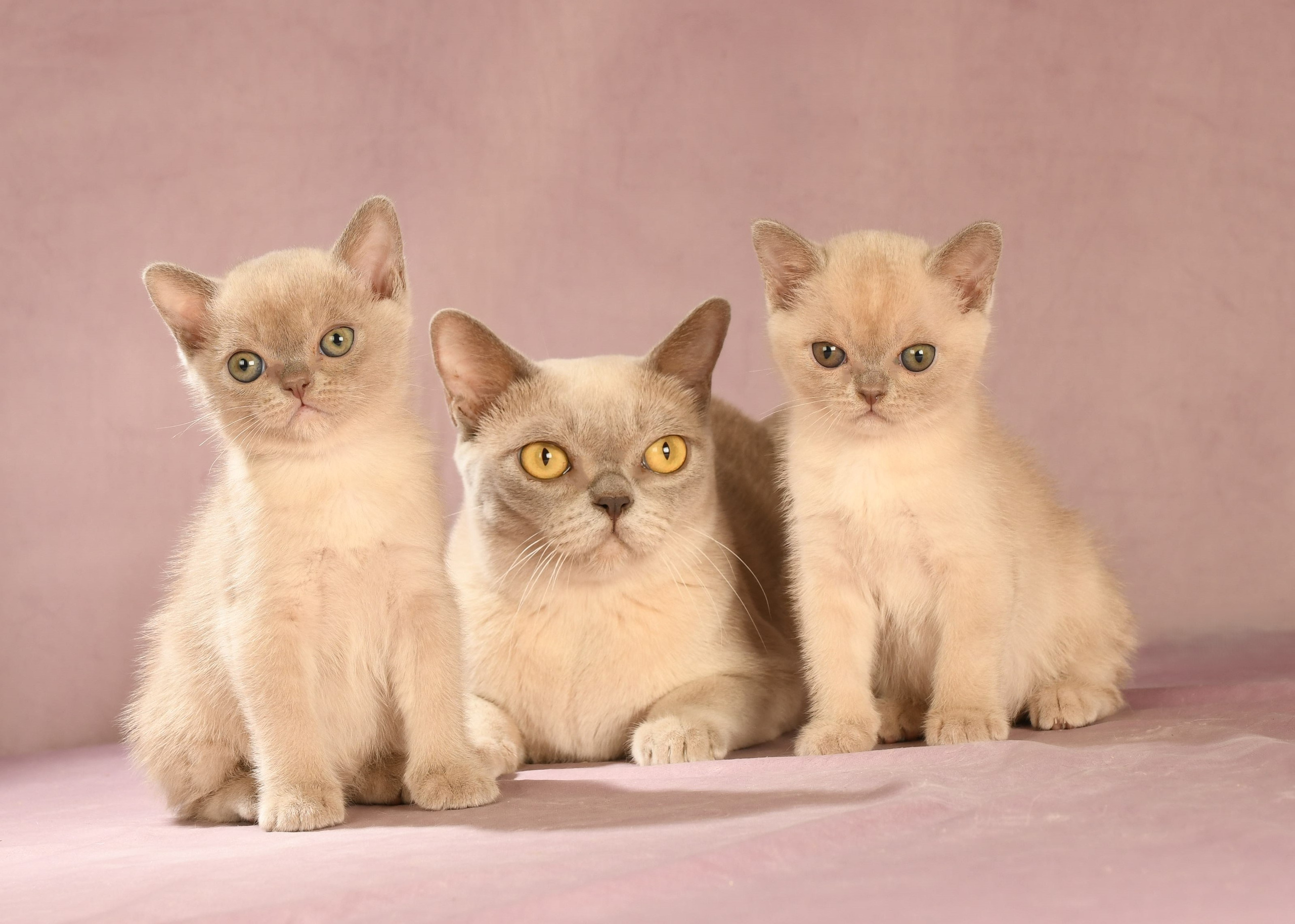 Котёнок американской бурмы. Las Burmas — питомник американской бурмы традиционных линий