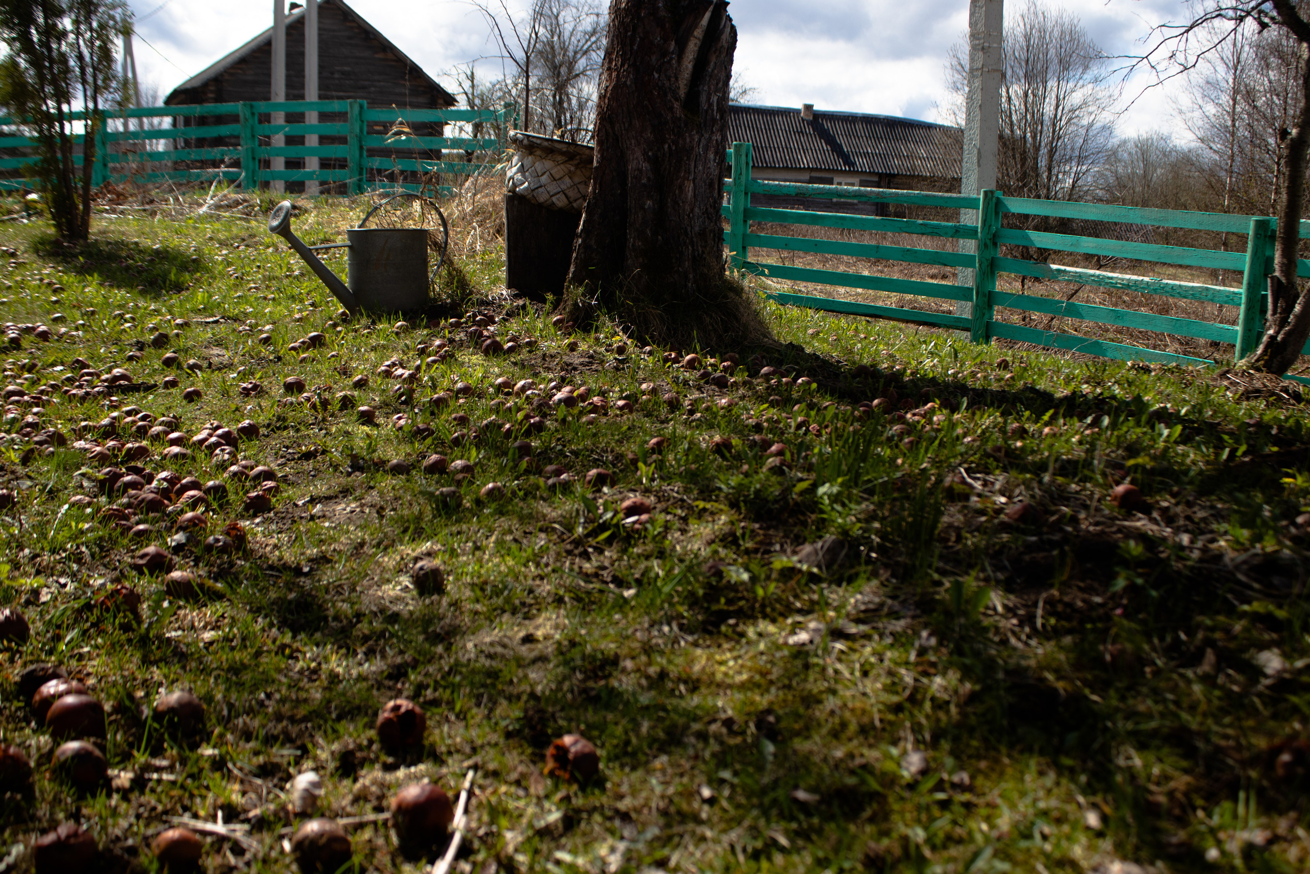 Вепсский ковчег. Полина Щапова БМК235 Медиаком — НИУ ВШЭ