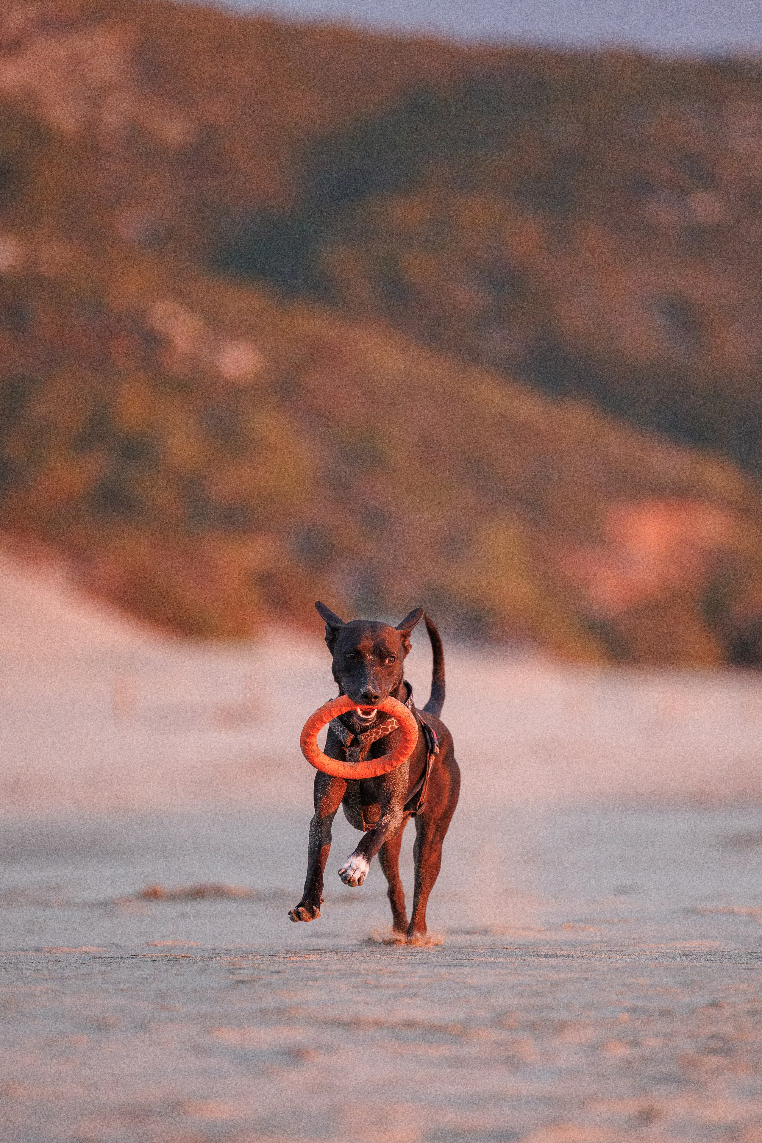 Финик. Фотограф анималист в Казани Алина Сулейманова. Фотограф животных