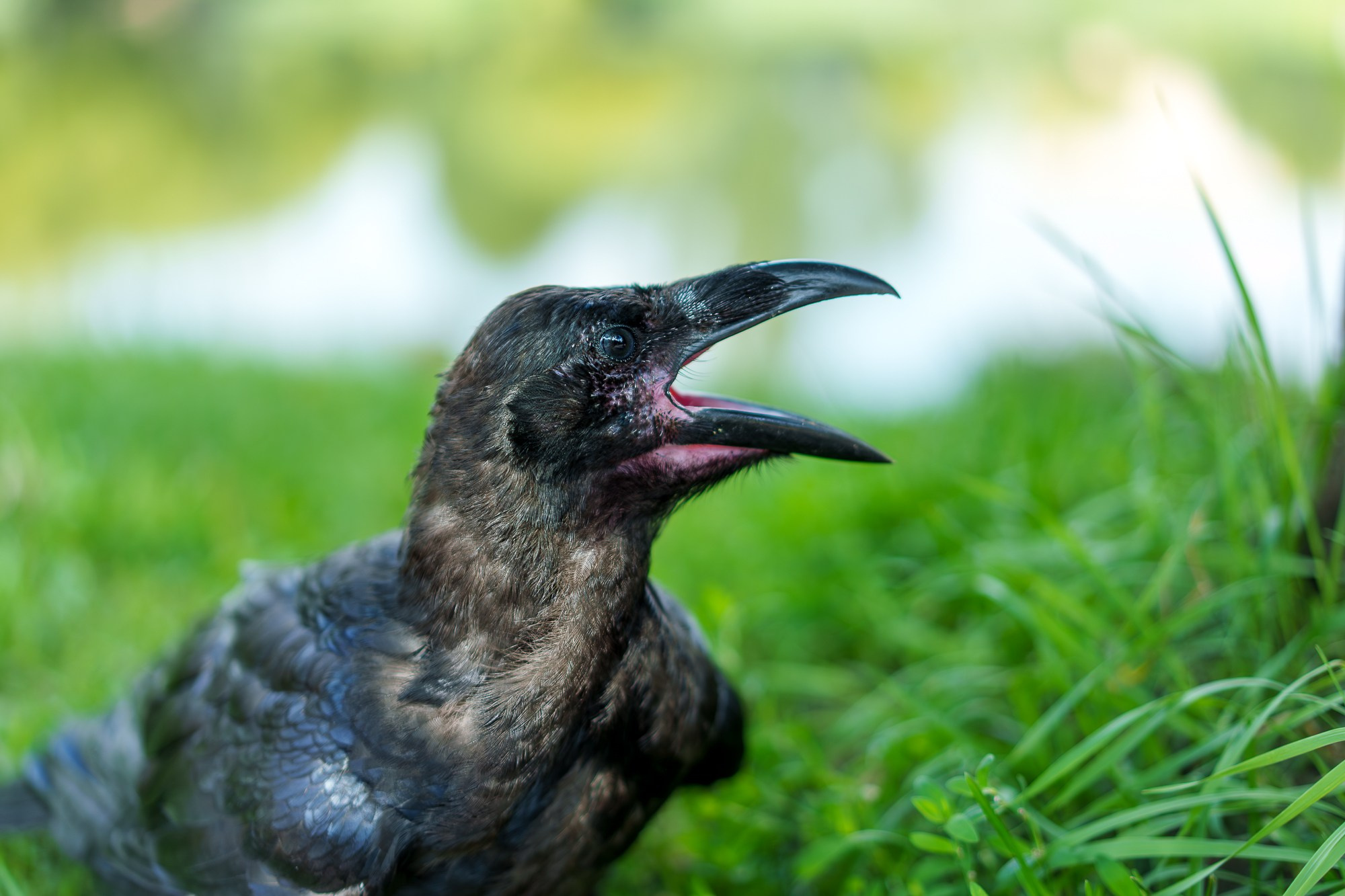 Удивительные мир птиц. Вокруг нас столько прекрасного — присмотритесь!. Ваш личный фотограф Марина Волкова