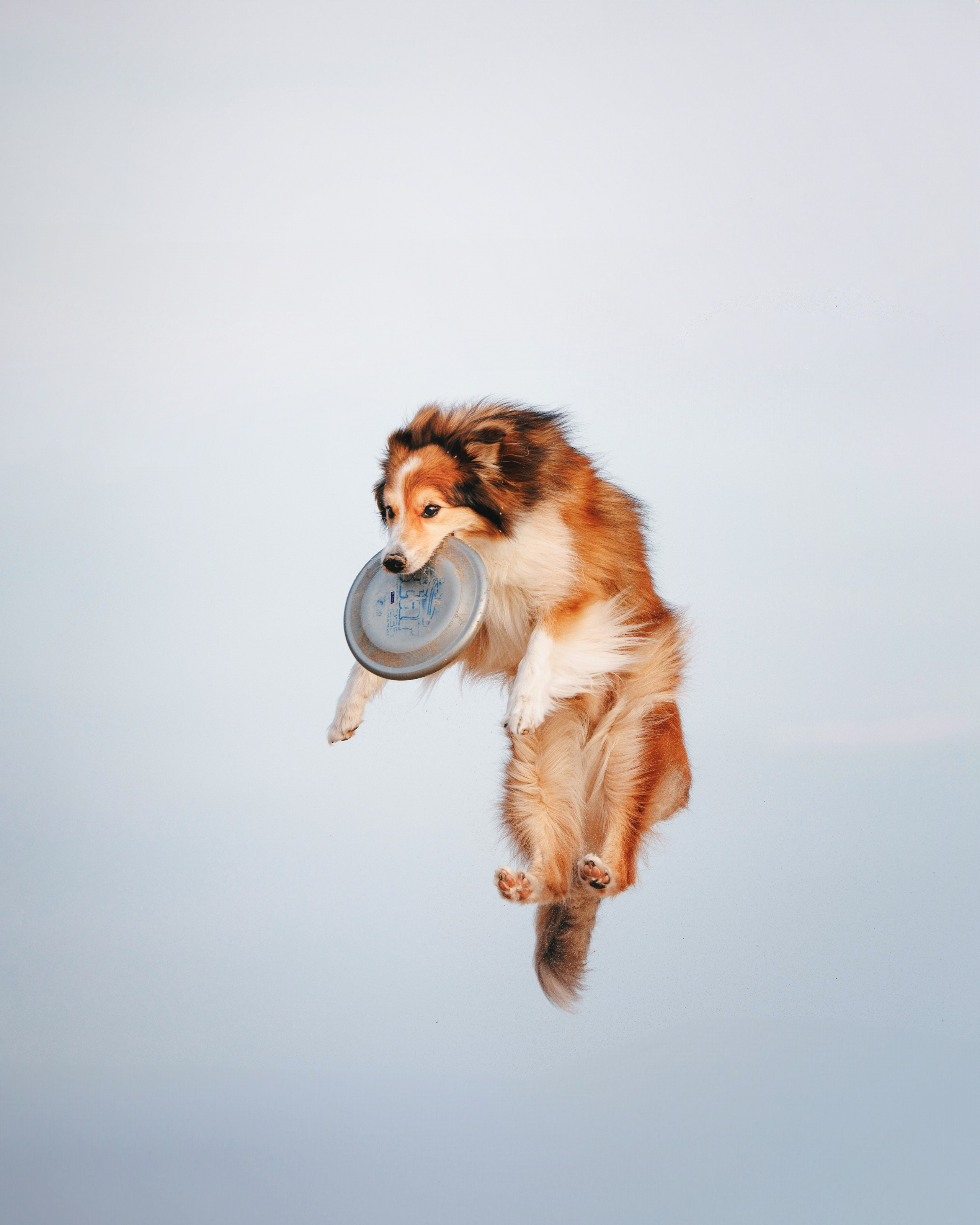 Рита, Маша и много собак. Фотограф анималист Осипчикова Мария