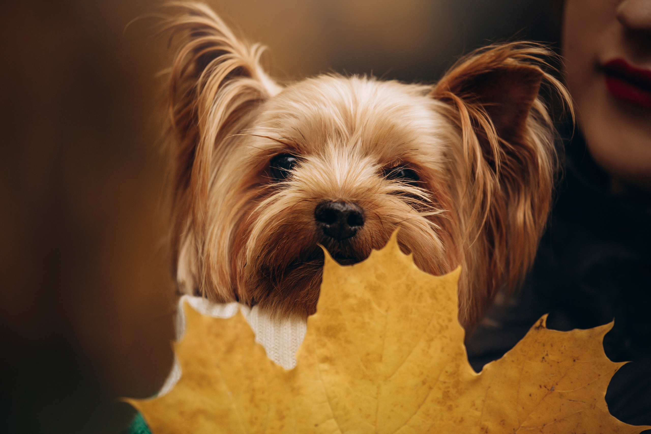 Настя и Тёма. Фотограф — Анималист | Санкт-Петербург