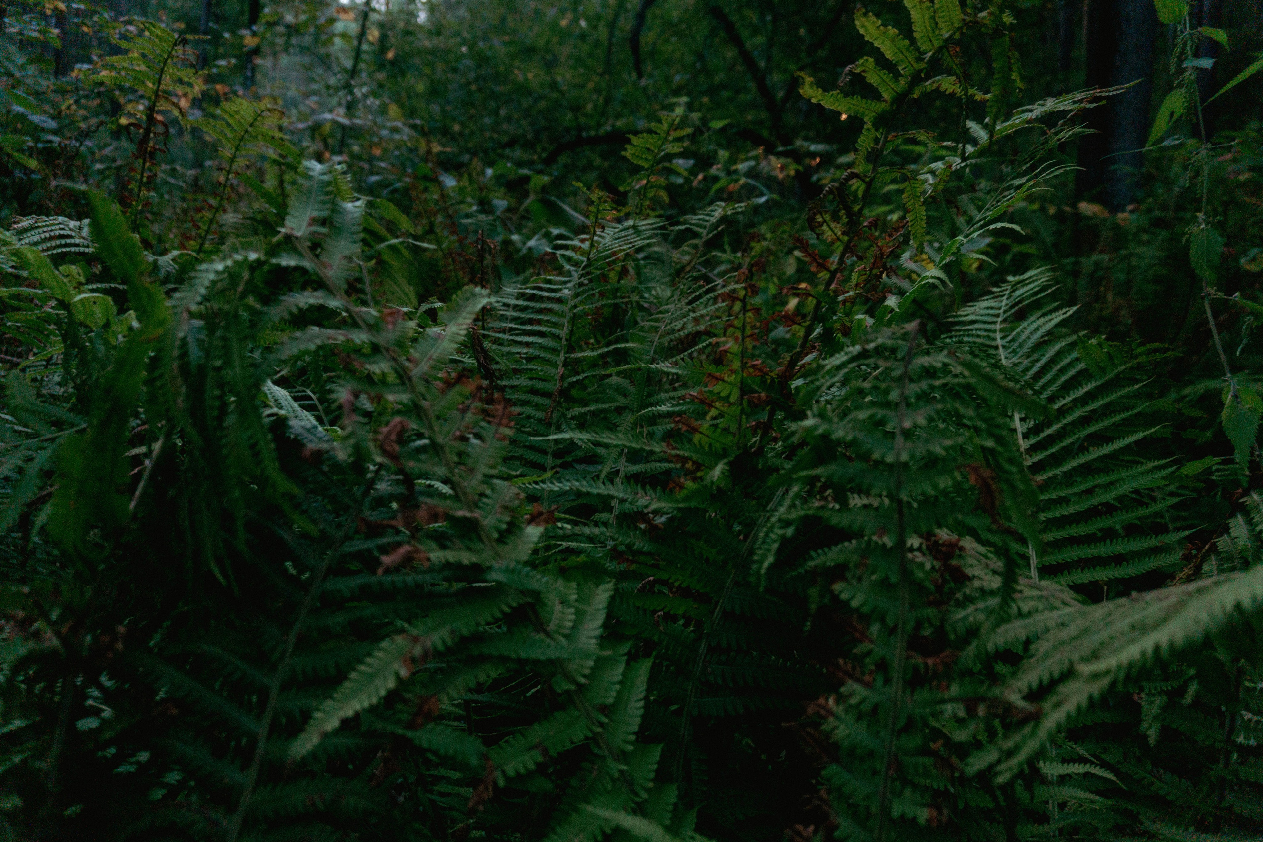 31.07.2025 | Красноярск. Kuznetsov | Фотограф в Красноярске