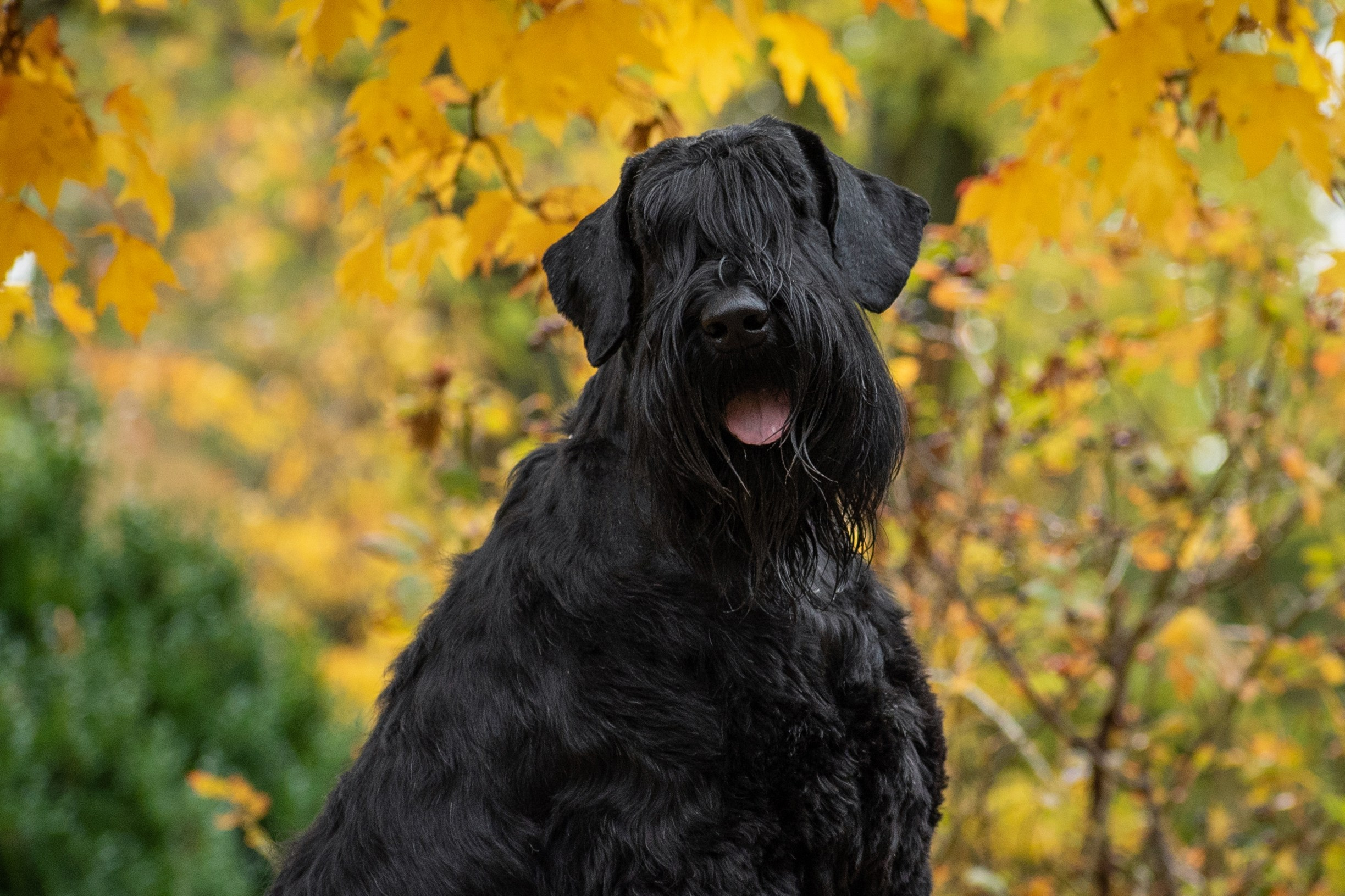Фотопрогулки. Фотограф анималист в Ростове I Гончарова Анна