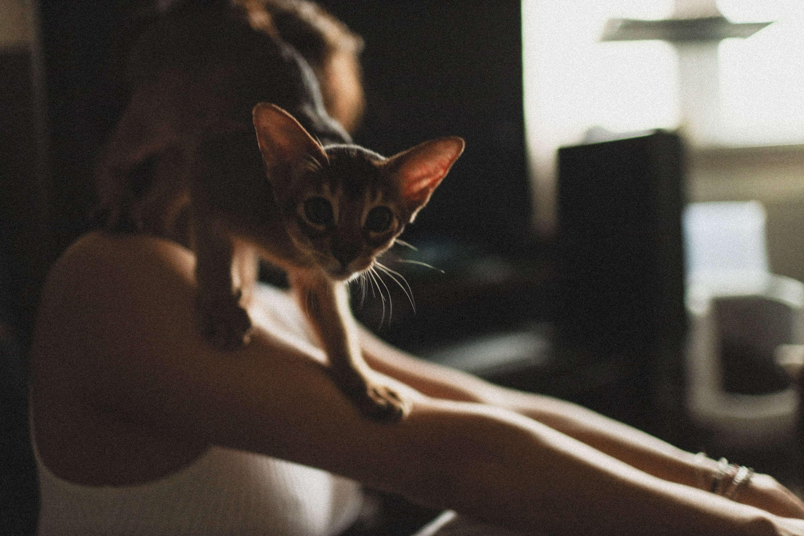 Love story. Свадебный и семейный фотограф Москва, Спб, Крым Игорь Сазонов