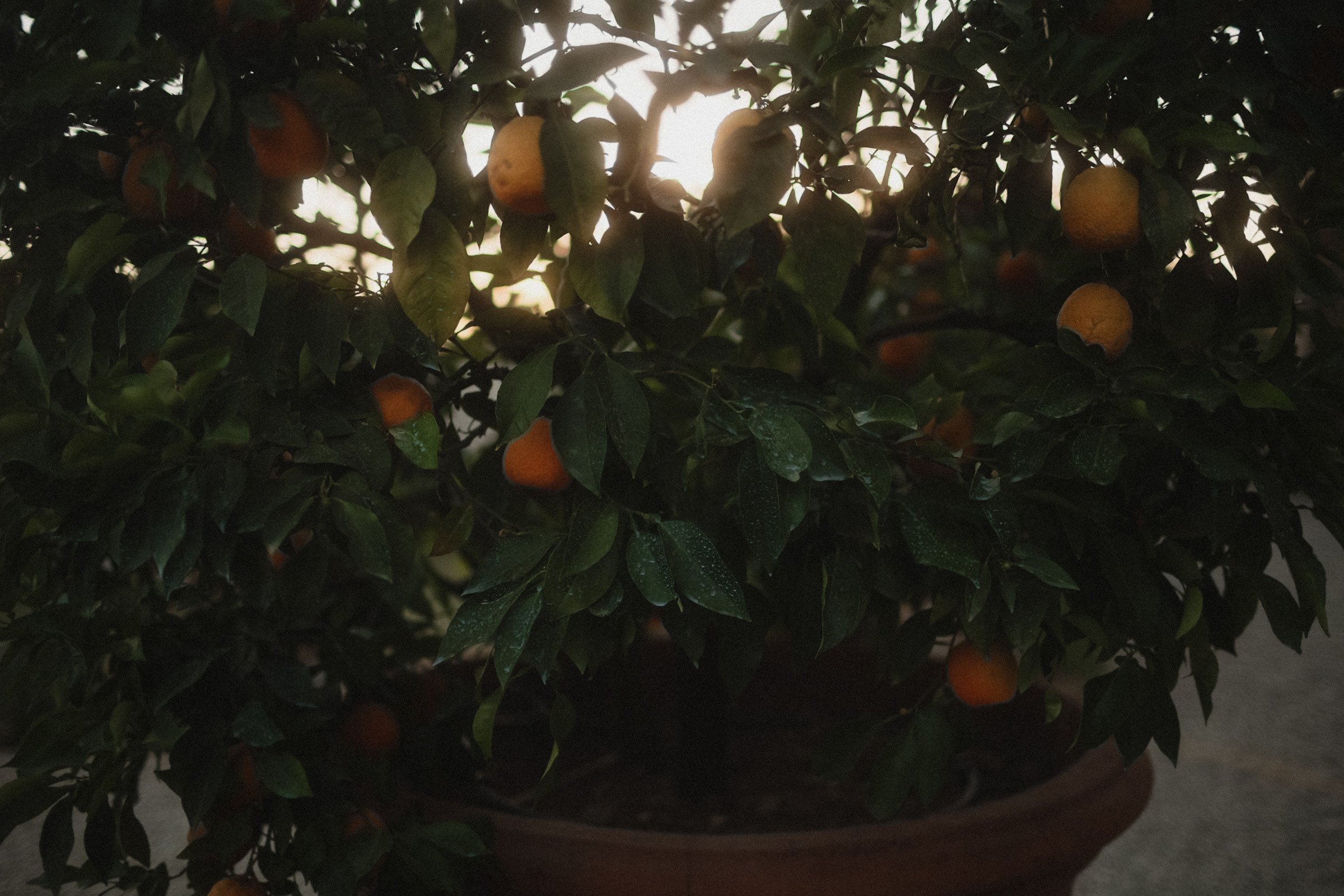 21•31 • Флоренция. Свадебный и семейный фотограф Москва, Спб, Крым Игорь Сазонов