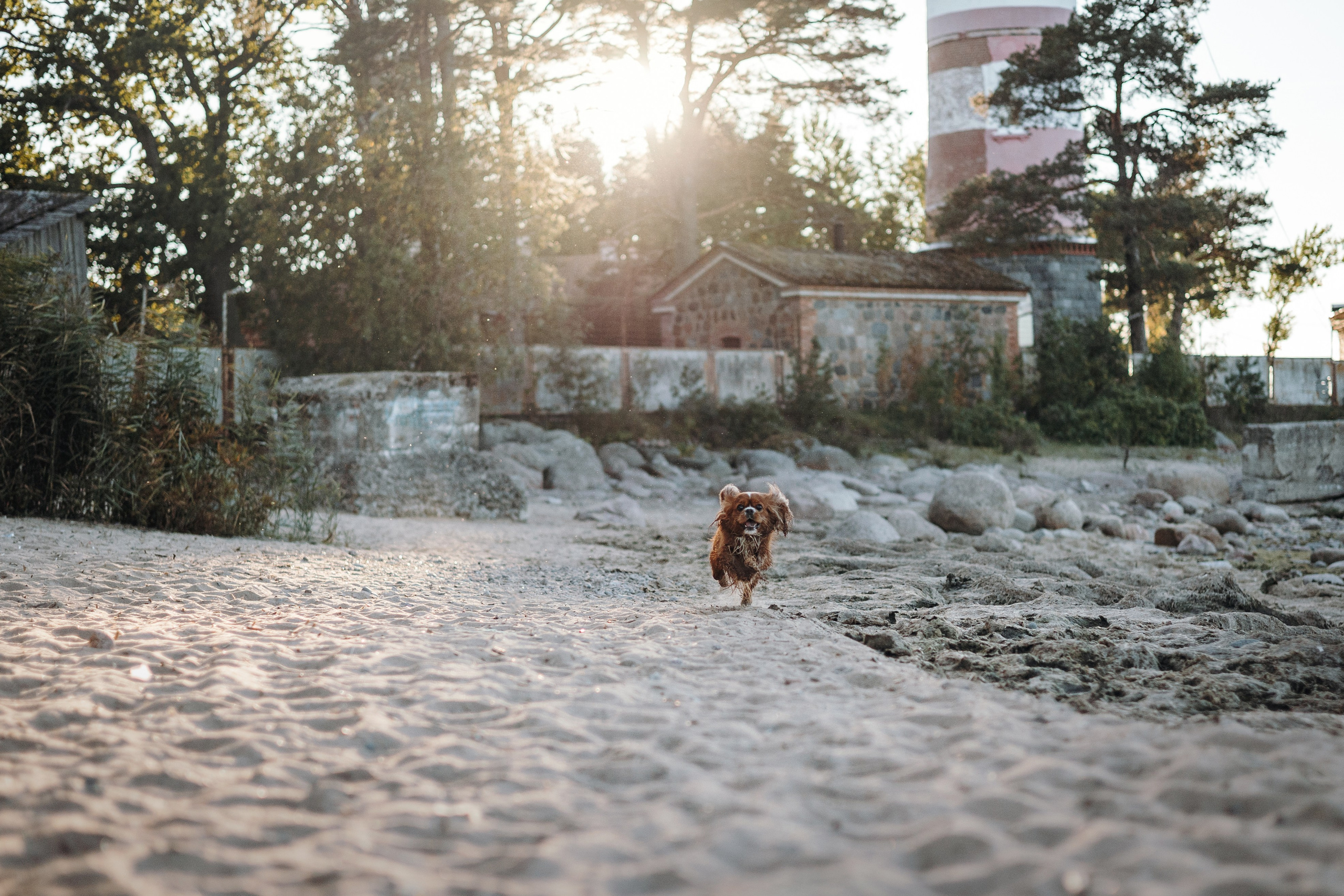 Верон, Гарри и их семья. Фотограф — Анималист | Санкт-Петербург