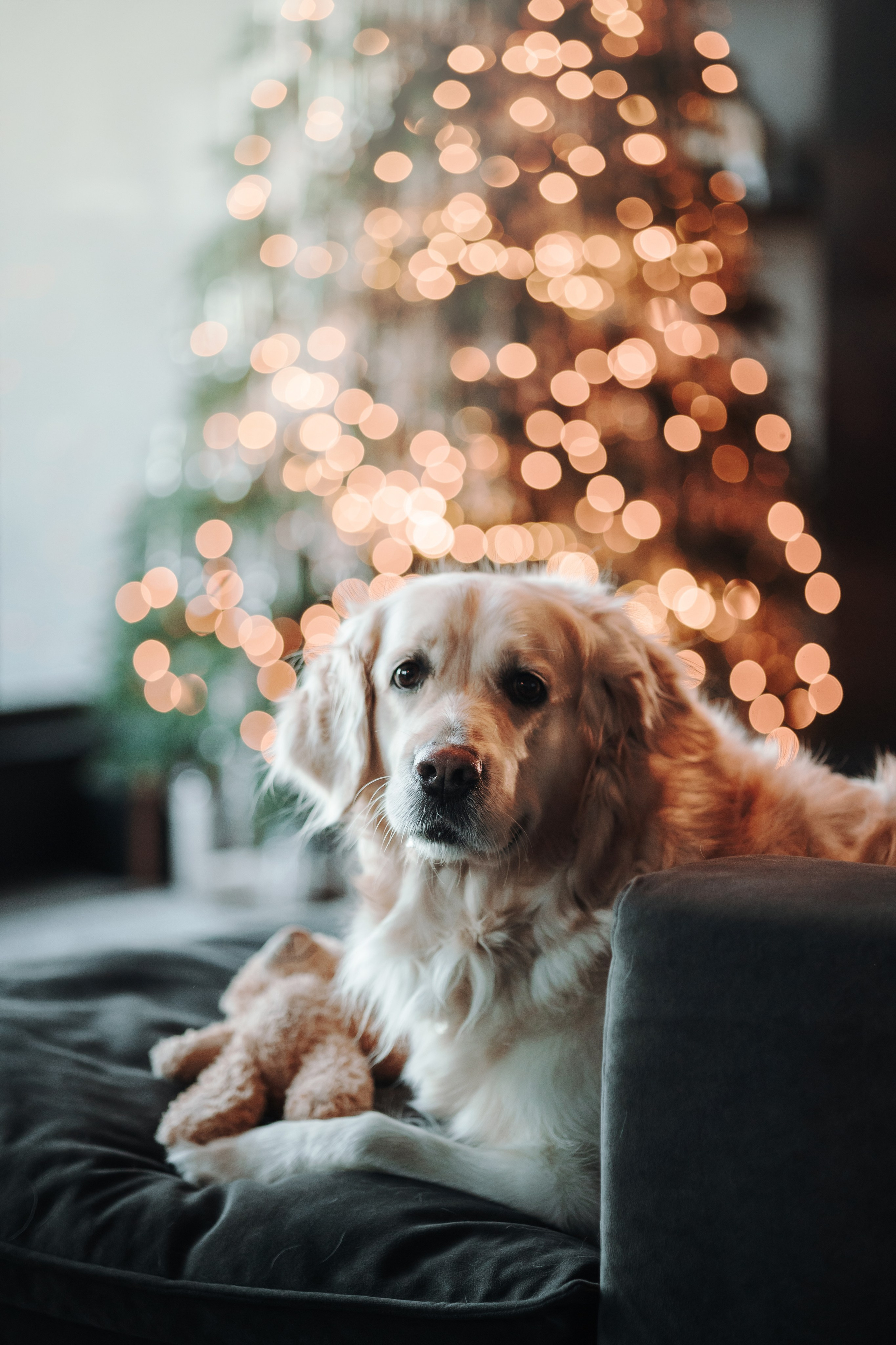 Вика и Рози. Фотограф — Анималист | Санкт-Петербург