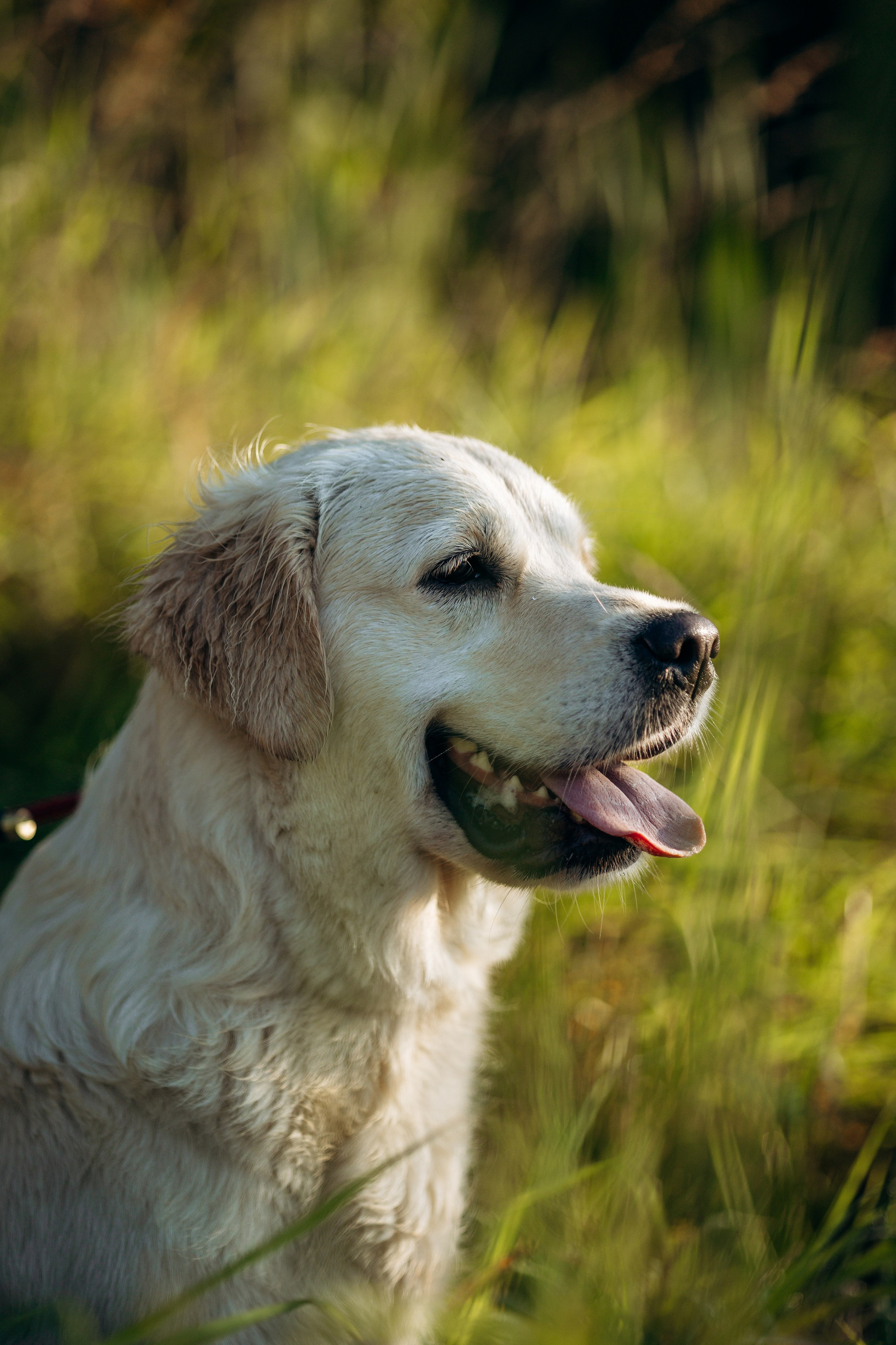 Ирина и ее золотинки. Фотограф — Анималист | Санкт-Петербург
