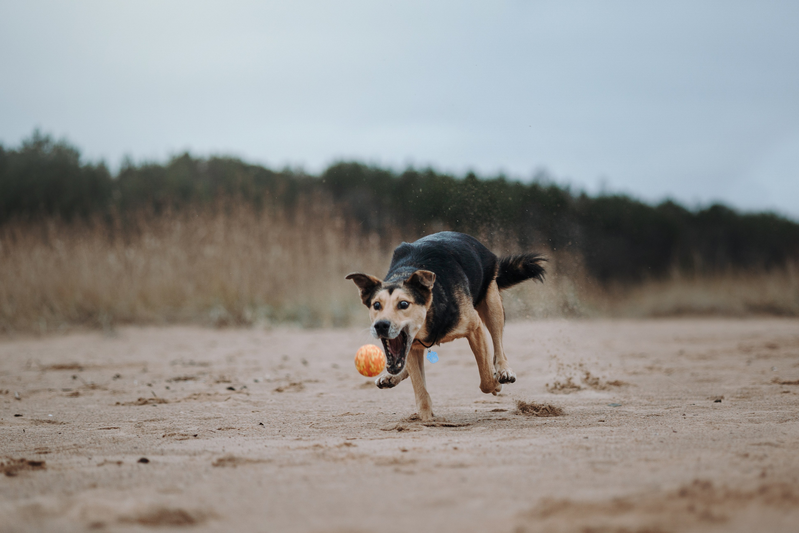 Наталья и Того. Фотограф — Анималист | Санкт-Петербург