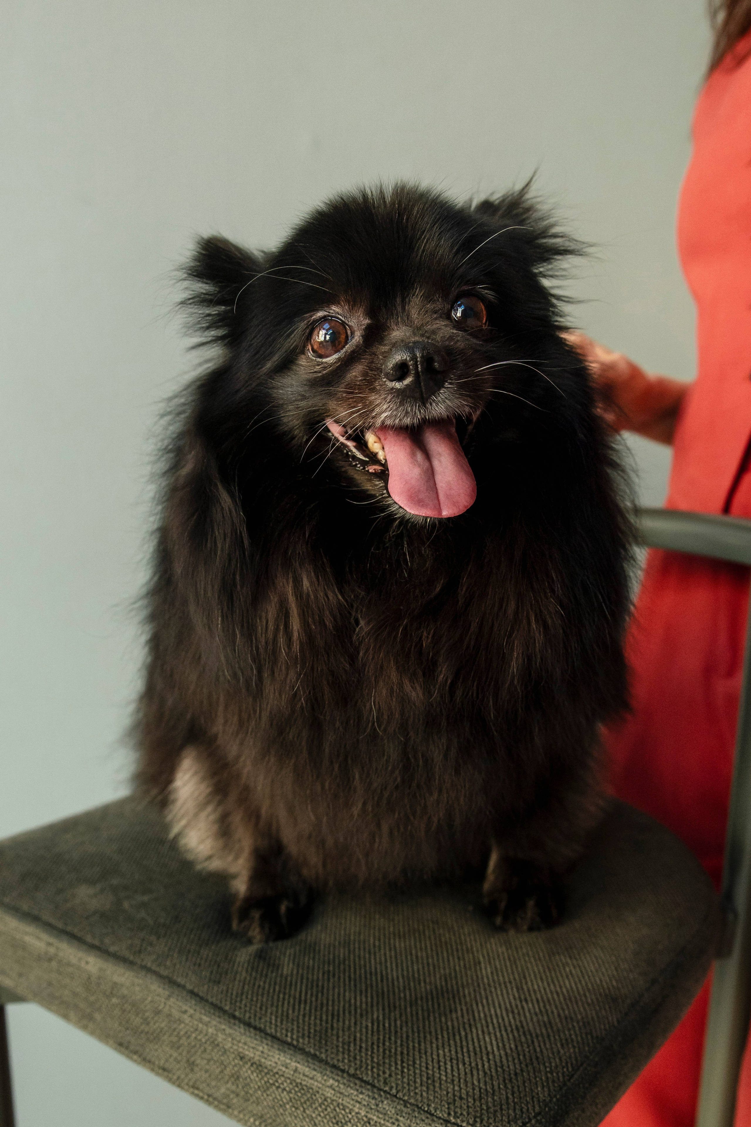 Съемка в студии с собакой. Анастасия Белаш