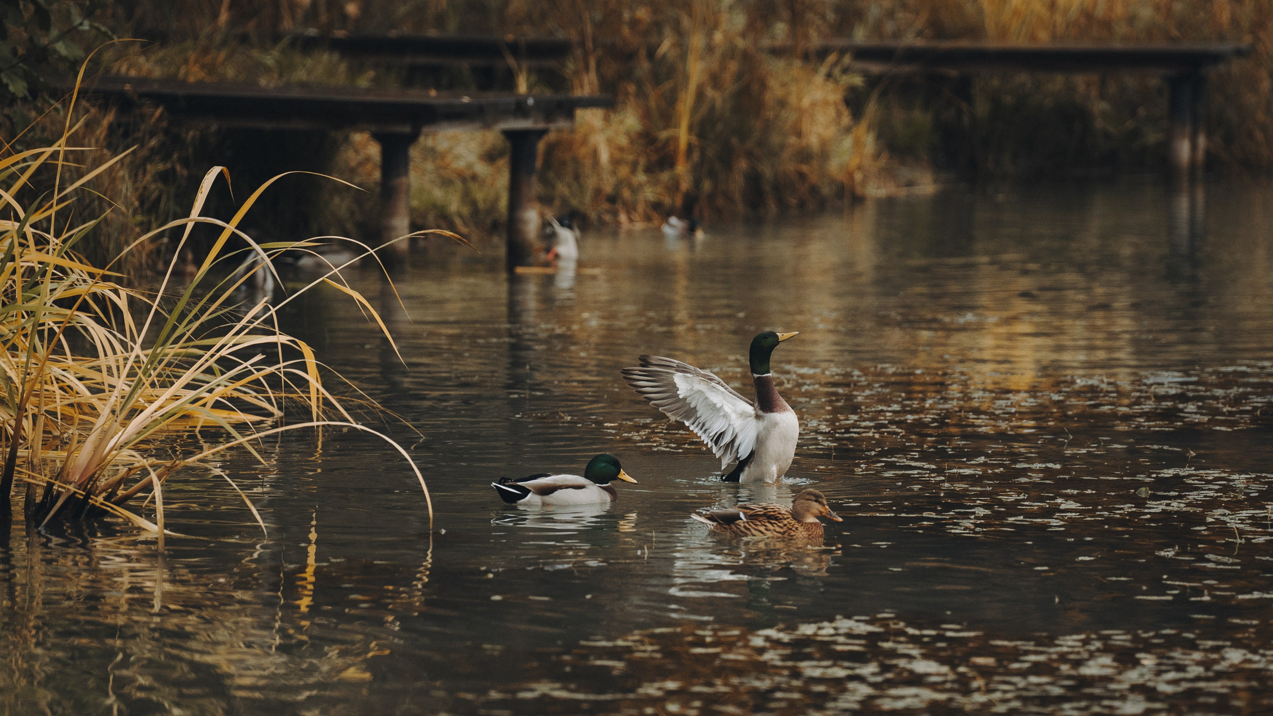 Наталия, Иван и Урса. Фотограф анималист в Москве и Санкт-Петербурге Свиридова Анна