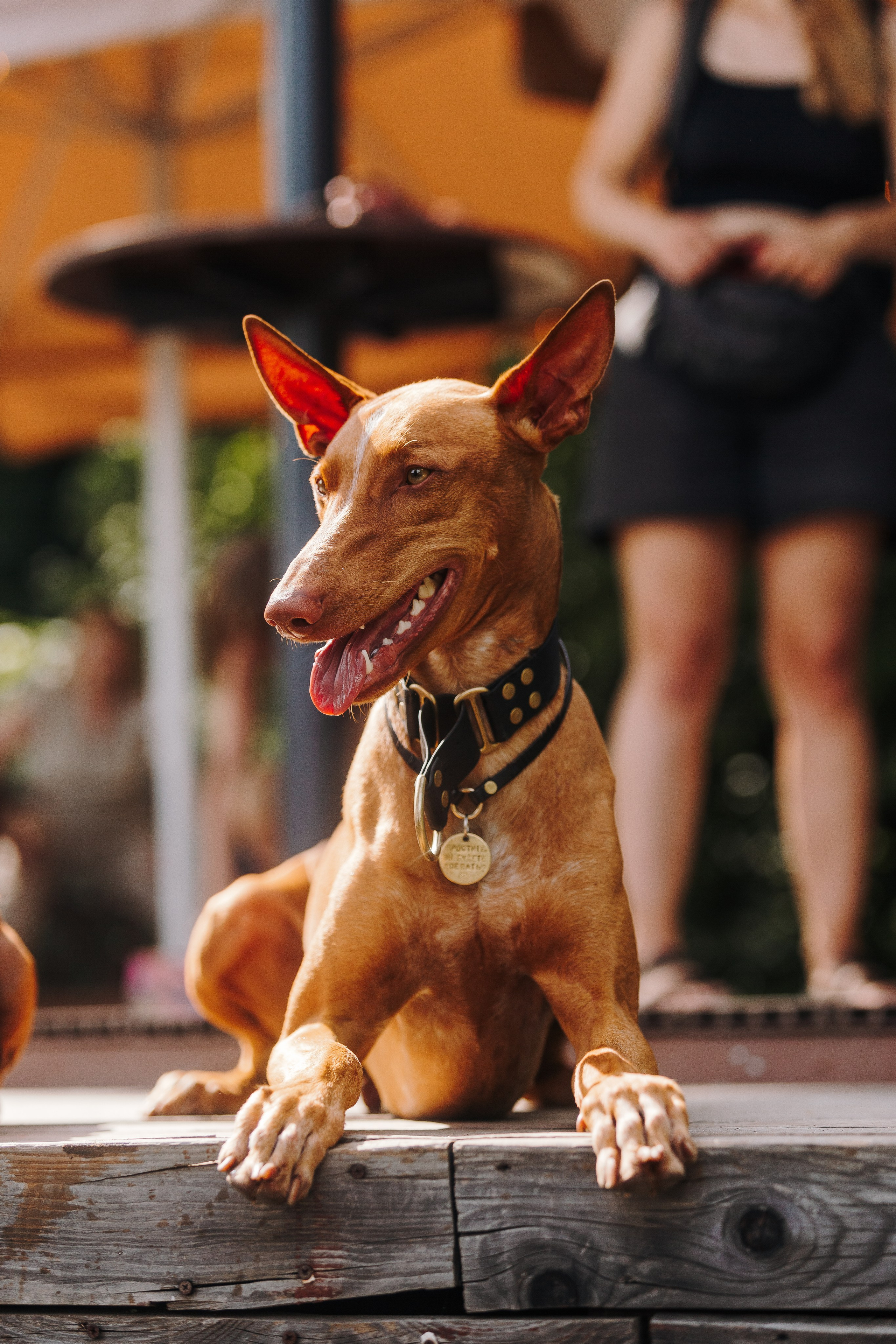 Petshop Sup day. Фотограф анималист Кристина Карпова, Москва