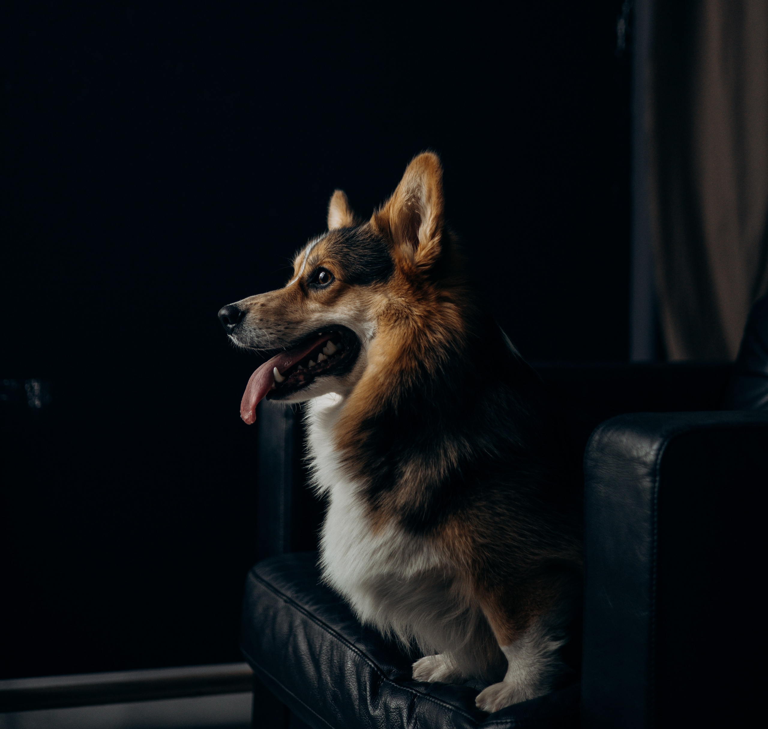 Анастасия и Коржик. Фотограф животных Евгения Верцинская