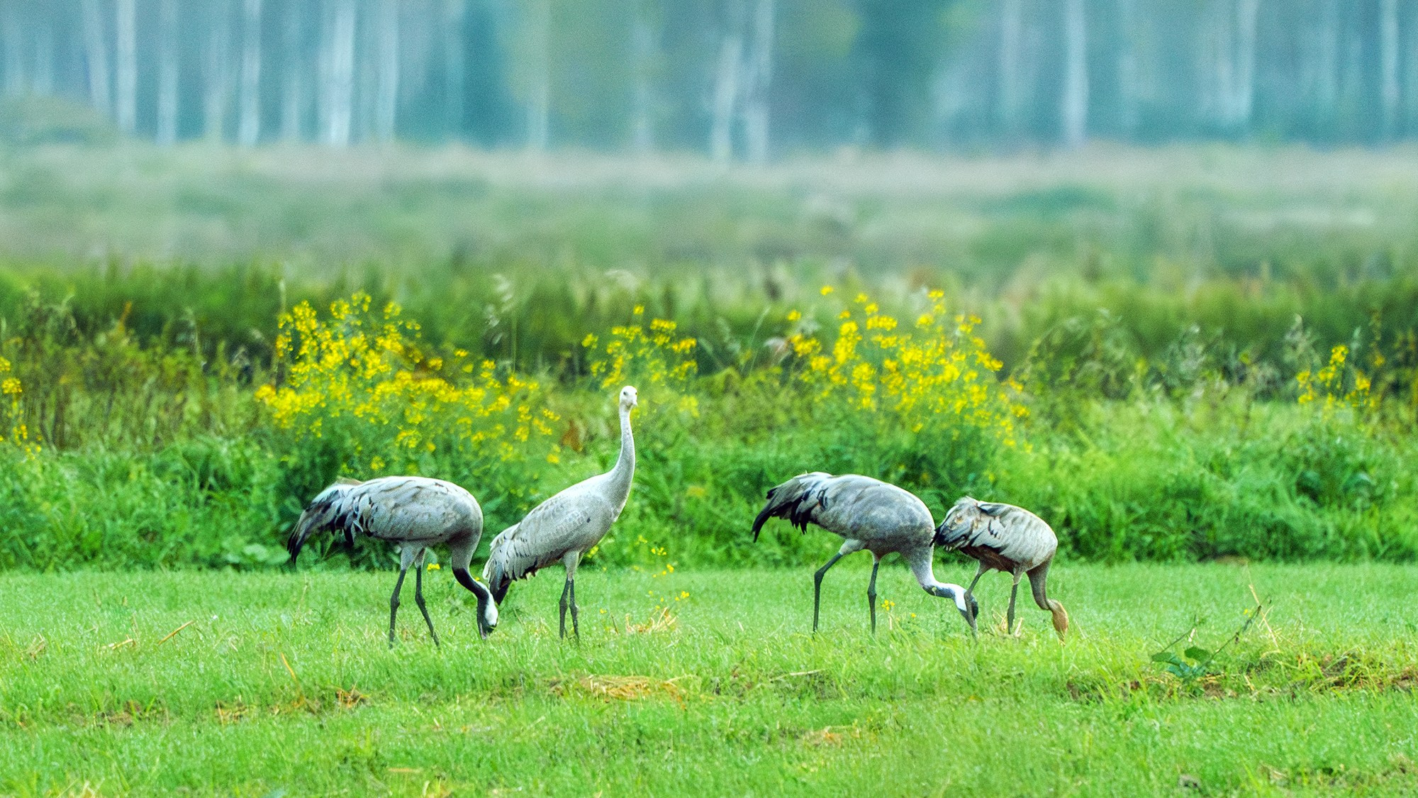 Удивительные мир птиц. Вокруг нас столько прекрасного — присмотритесь!. Ваш личный фотограф Марина Волкова