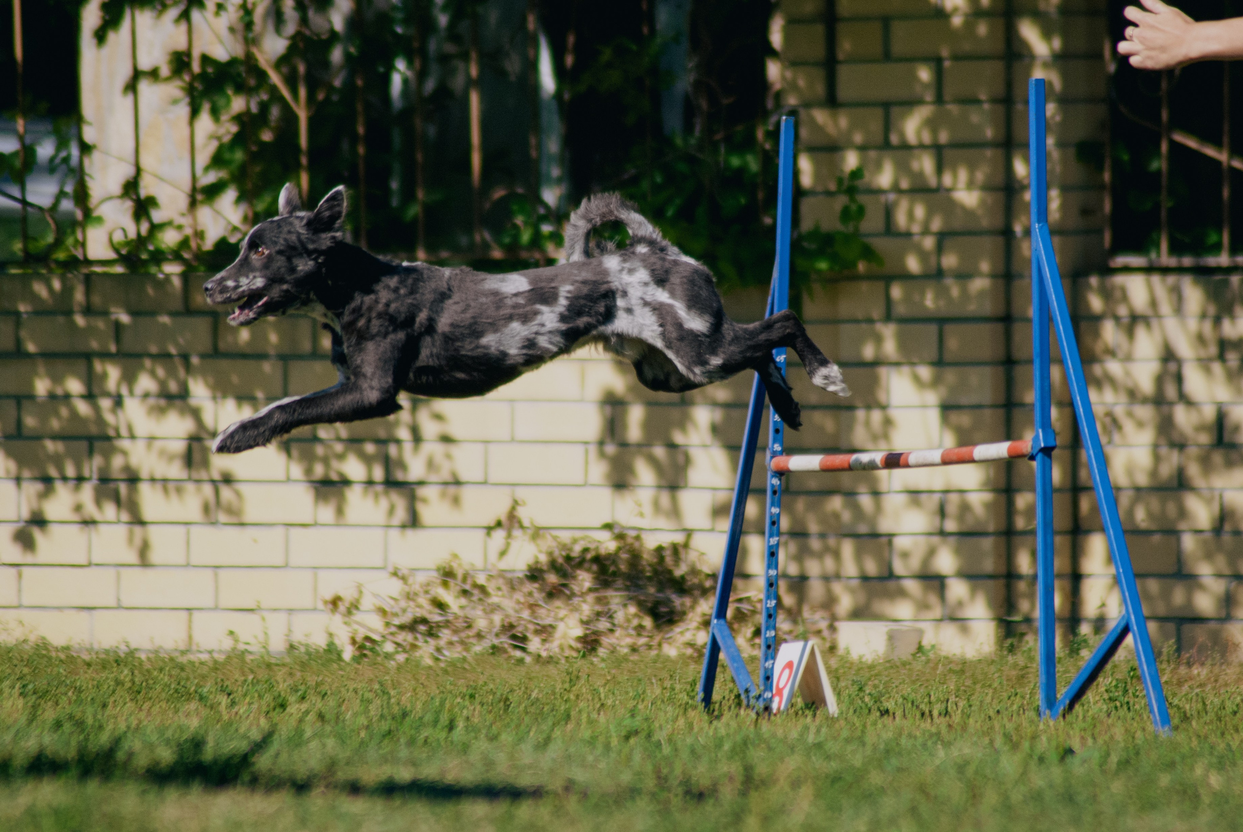 Аджилити. Фотограф в Тюмени Лизавета Сапицкая